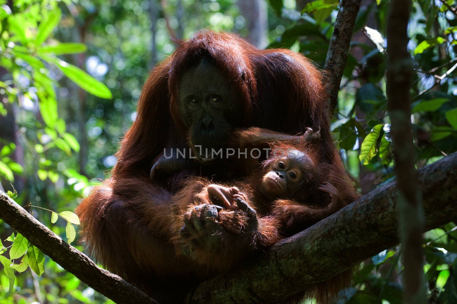 Mother with Baby orangutan (Pongo pygmaeus).   by SURZ