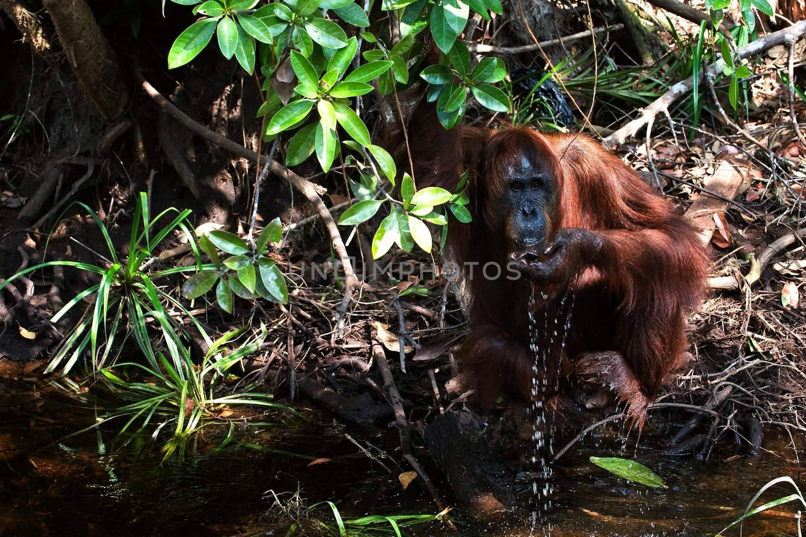 The orangutan drinks water. Orangutan drinks water from the river, scooping a palm.