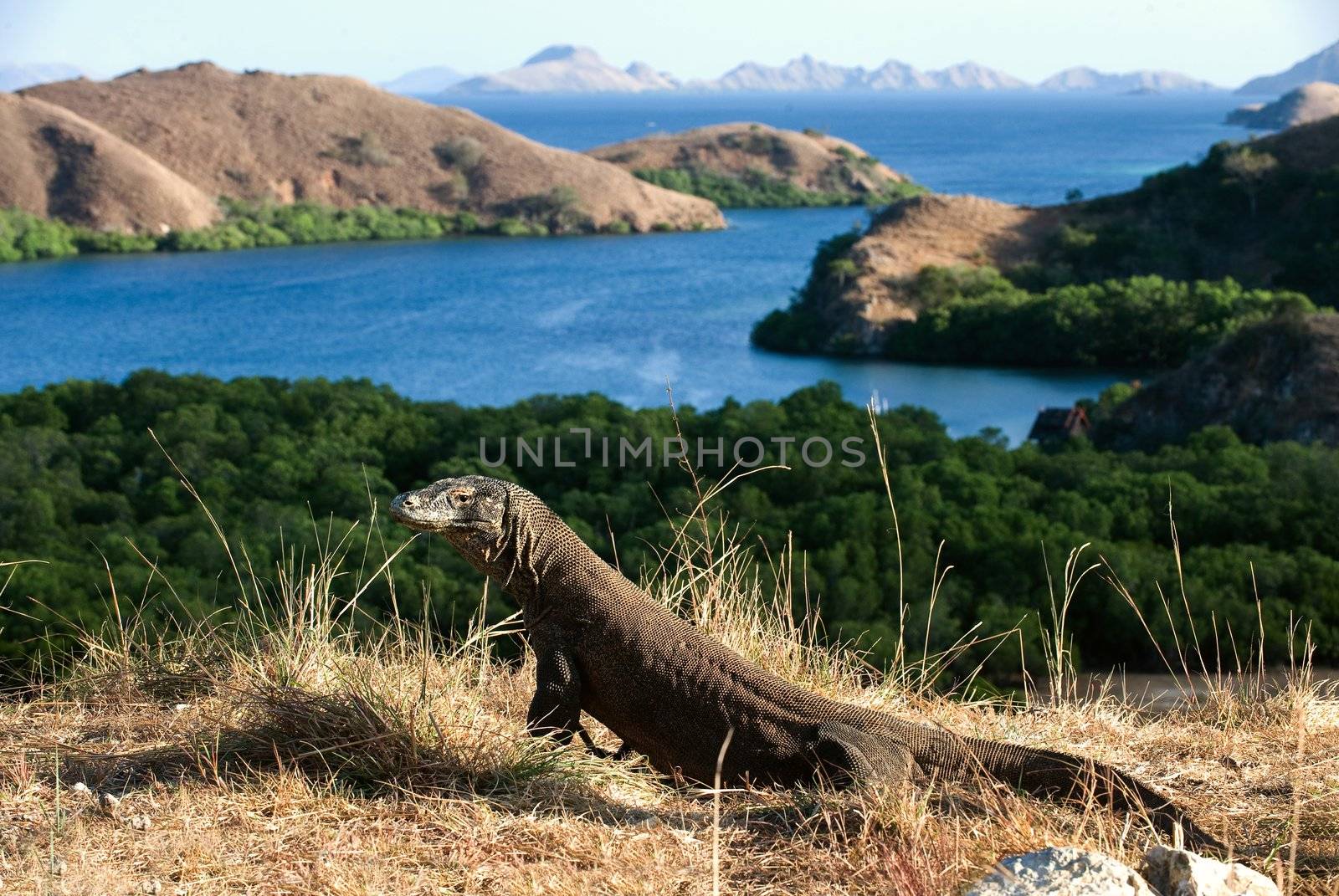 The dragon comes. Comodo  dragon on island Rinca. Rinca, Indonesia.