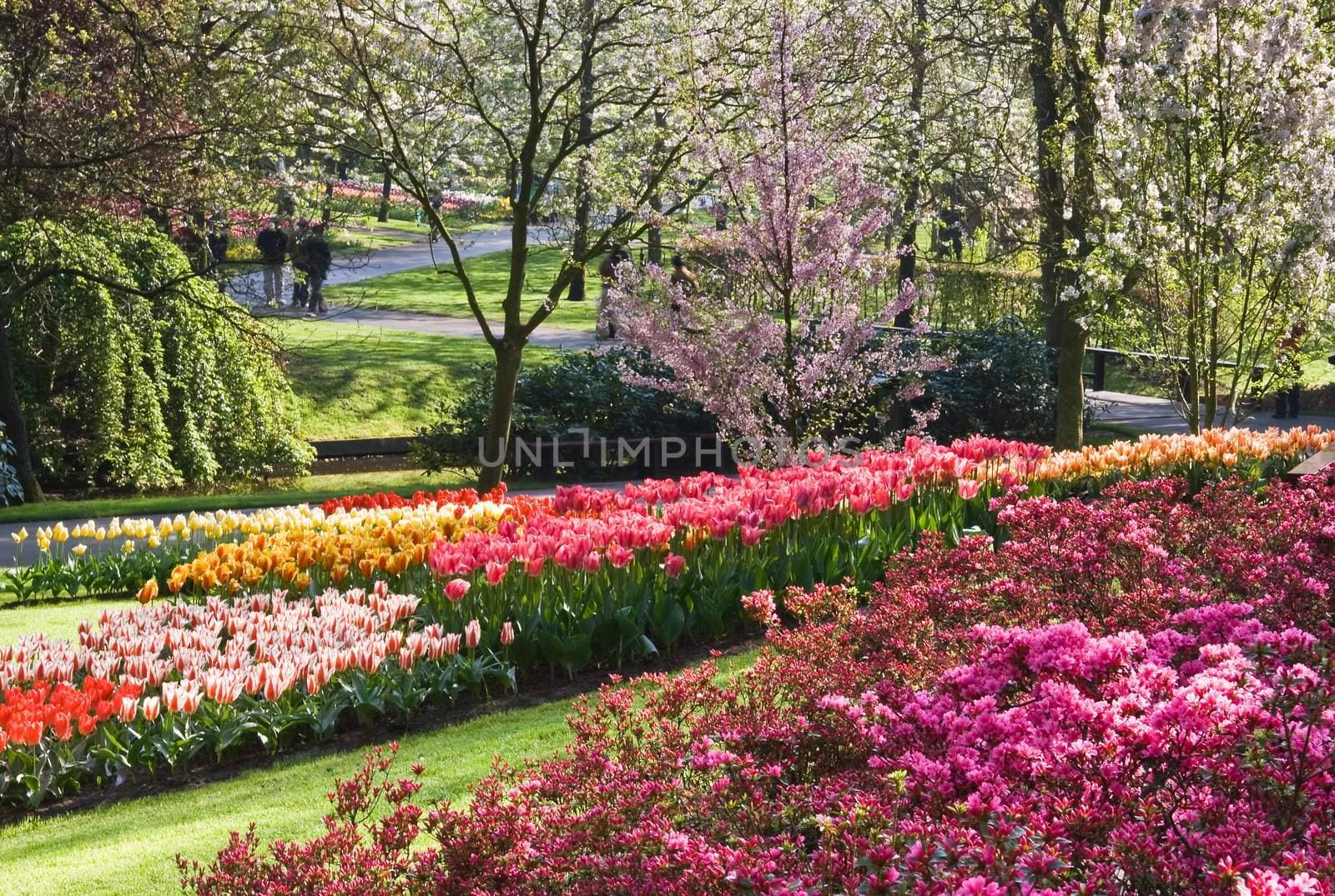 Wonderful spring garden in april with blooming cherry trees, tulips and azalea bushes