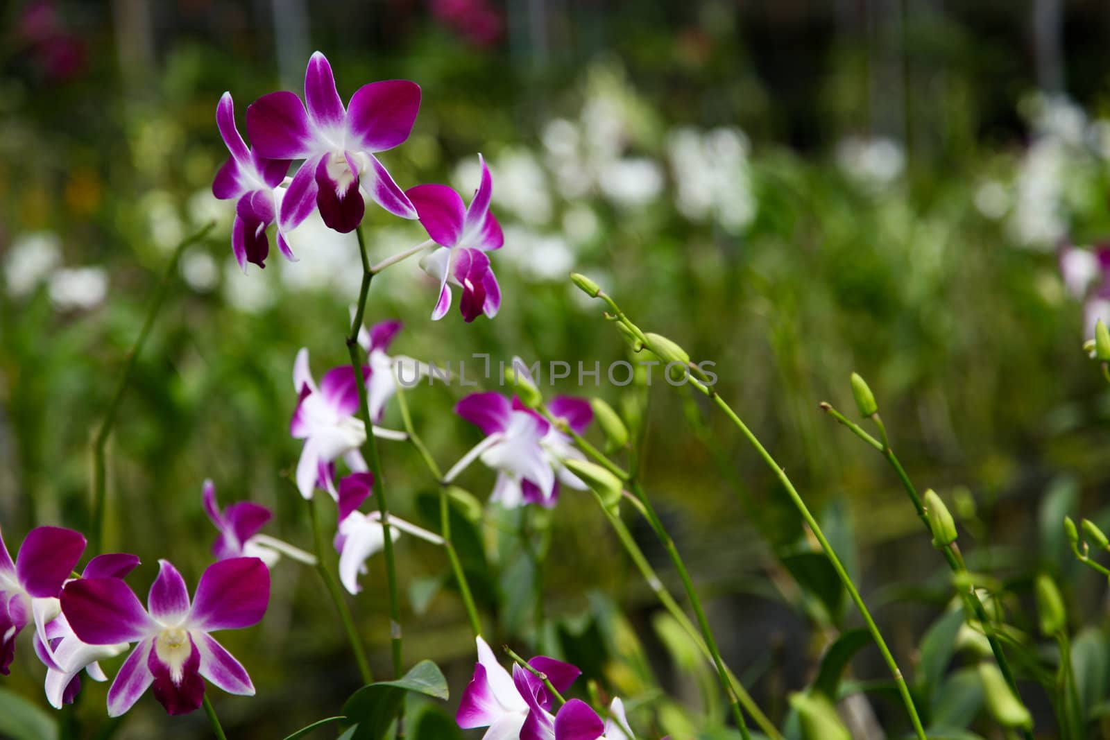 Orchid garden by ginaellen