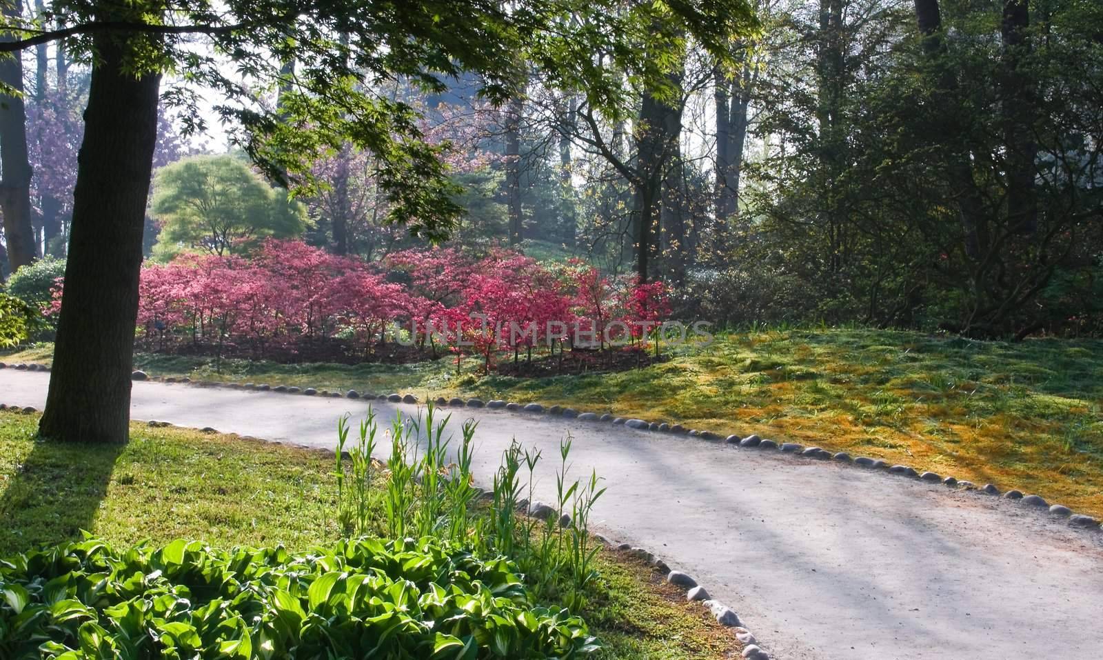 Path in with trees in Japanese garden on early misty morning in spring