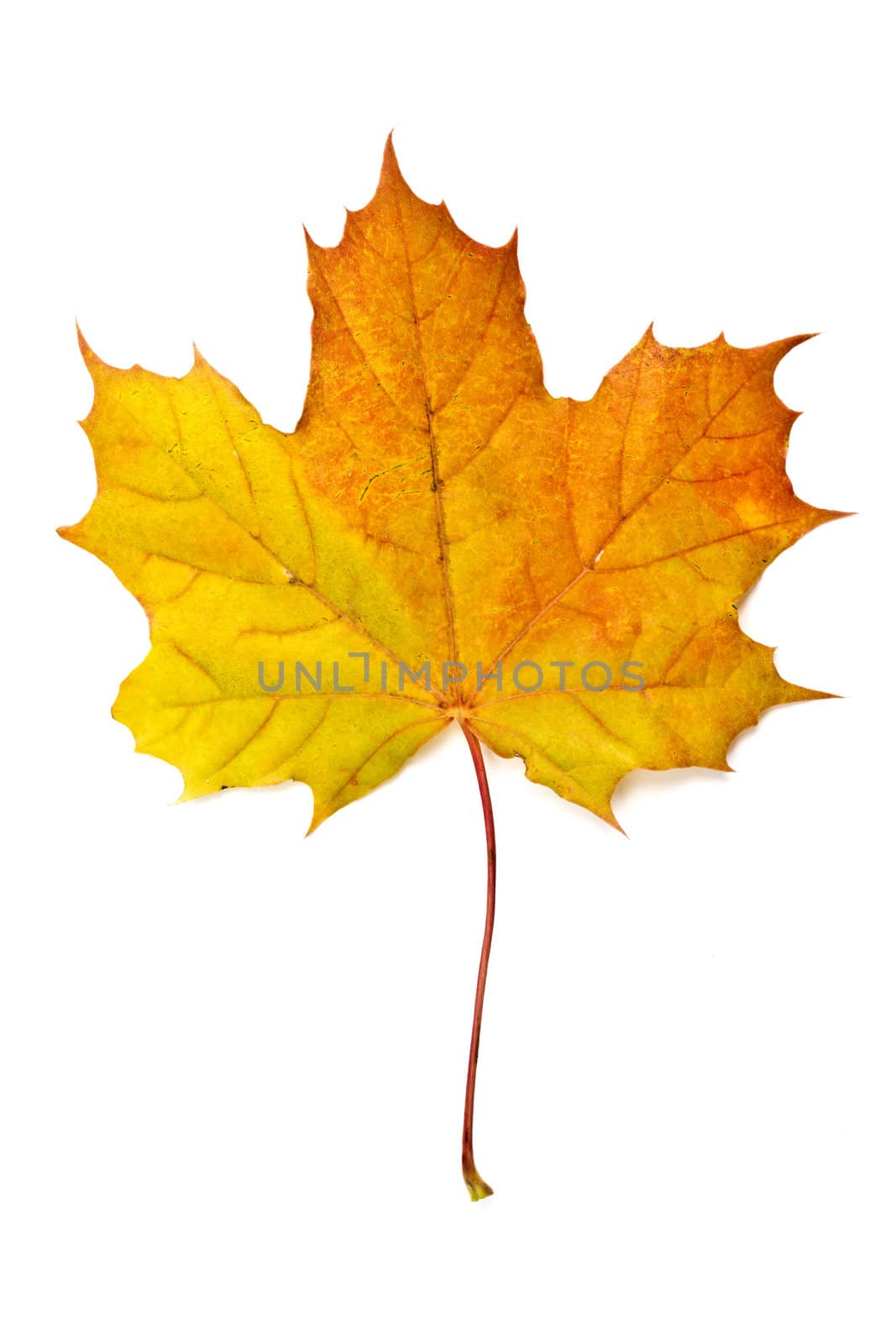 Autumn yellow maple leaf isolated on white background 