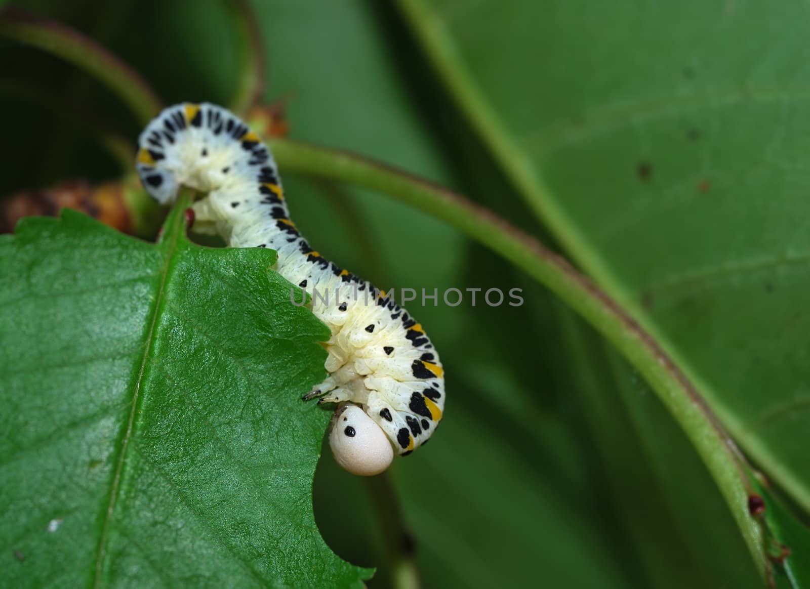 Caterpillar by whitechild