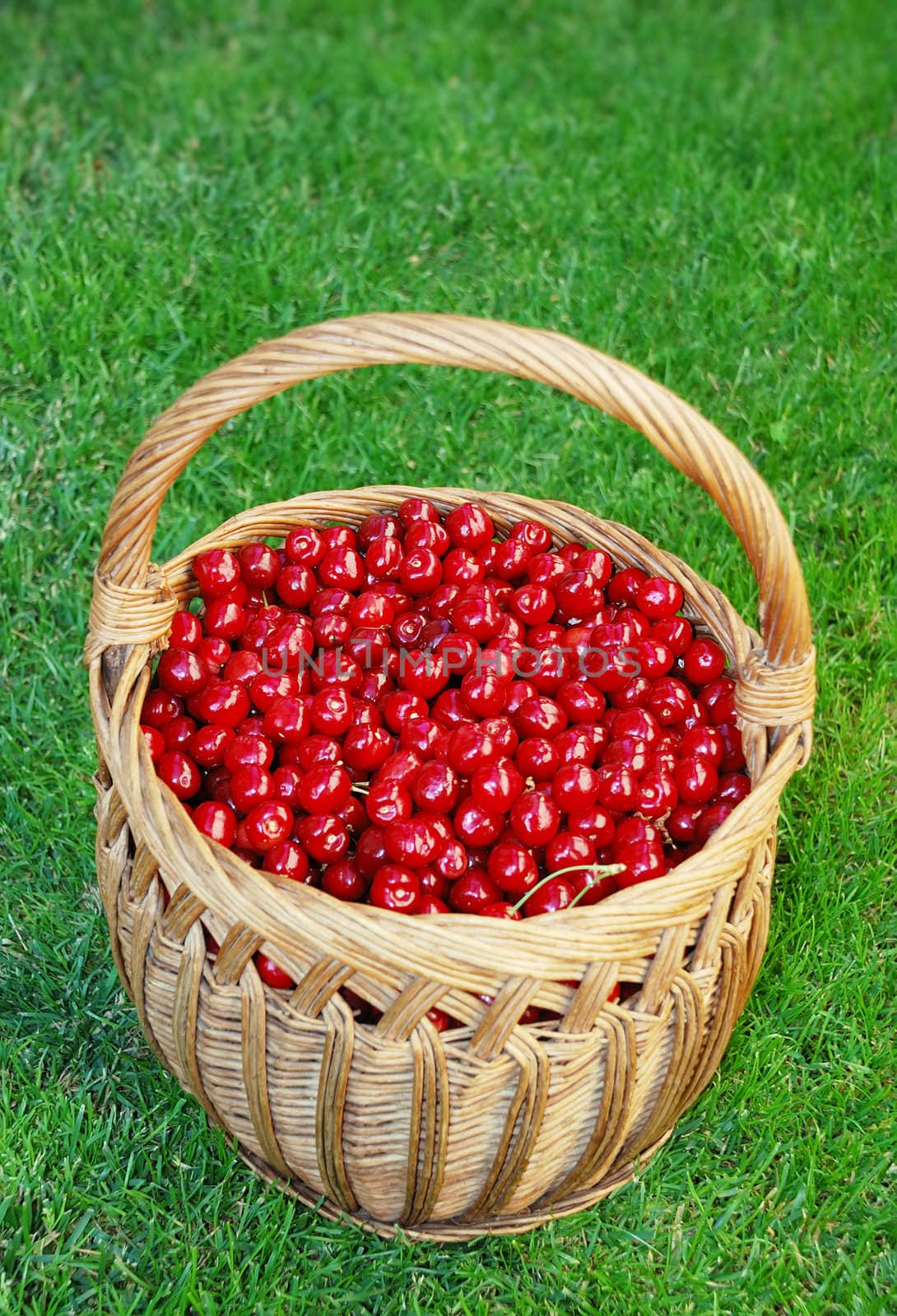 Bing cherries in wooden basket on the grass.