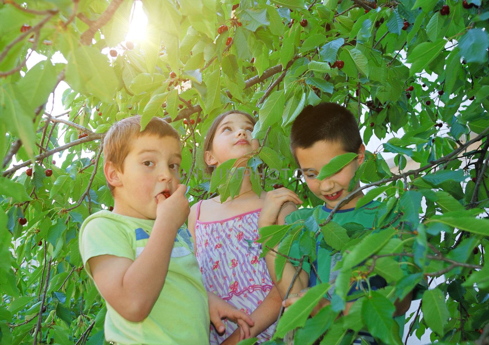 Children eating bing cherries by whitechild