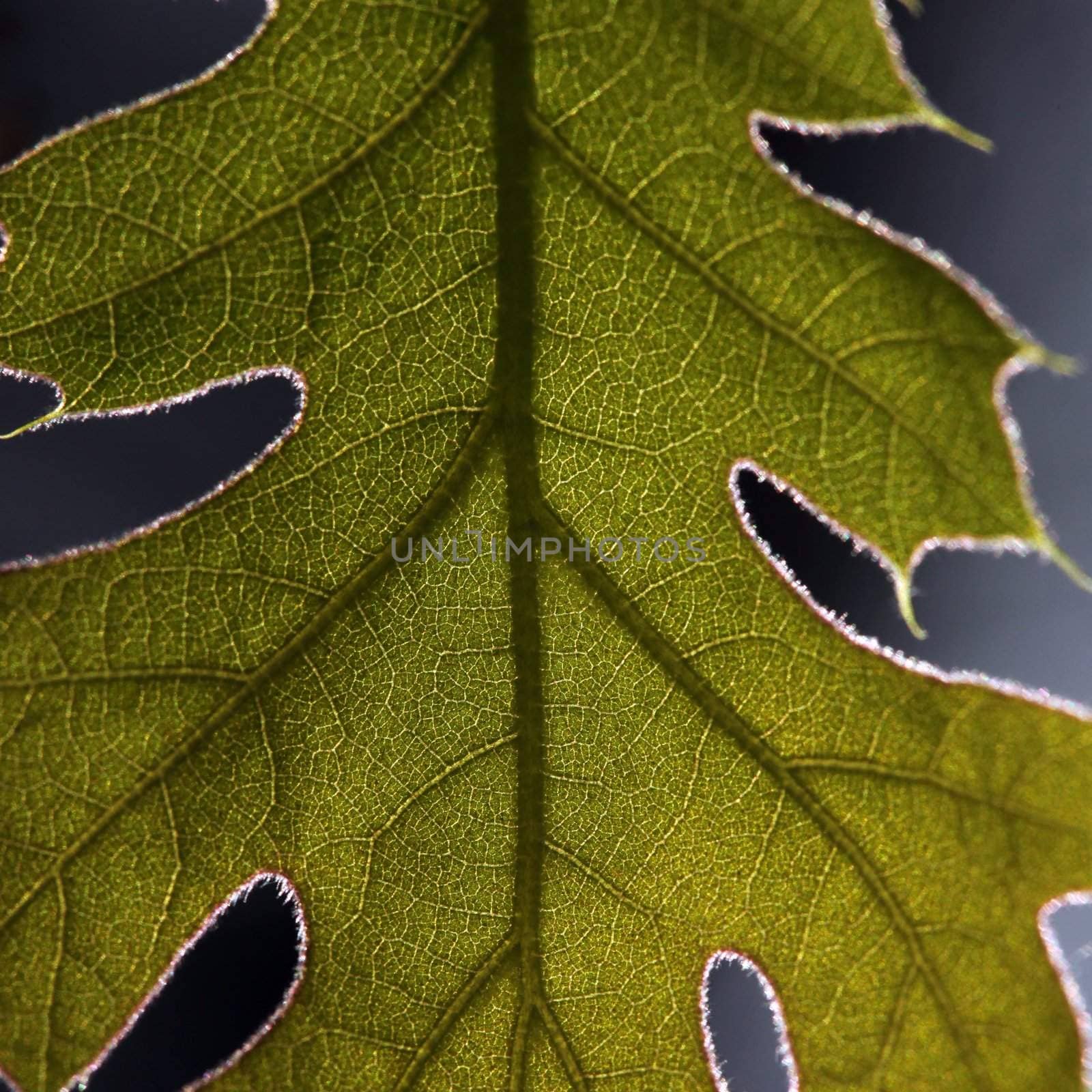 Extreme Close Up of a Leaf by tobkatrina