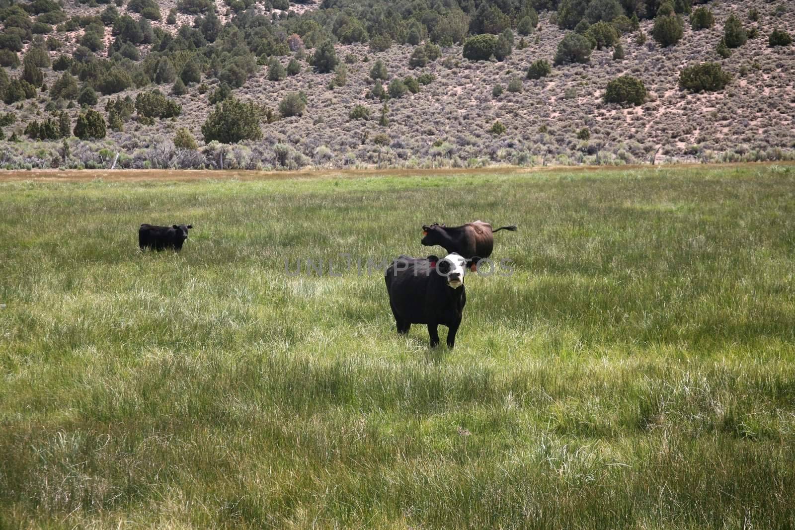 Three cows in a lush grass meadow next to a mountain