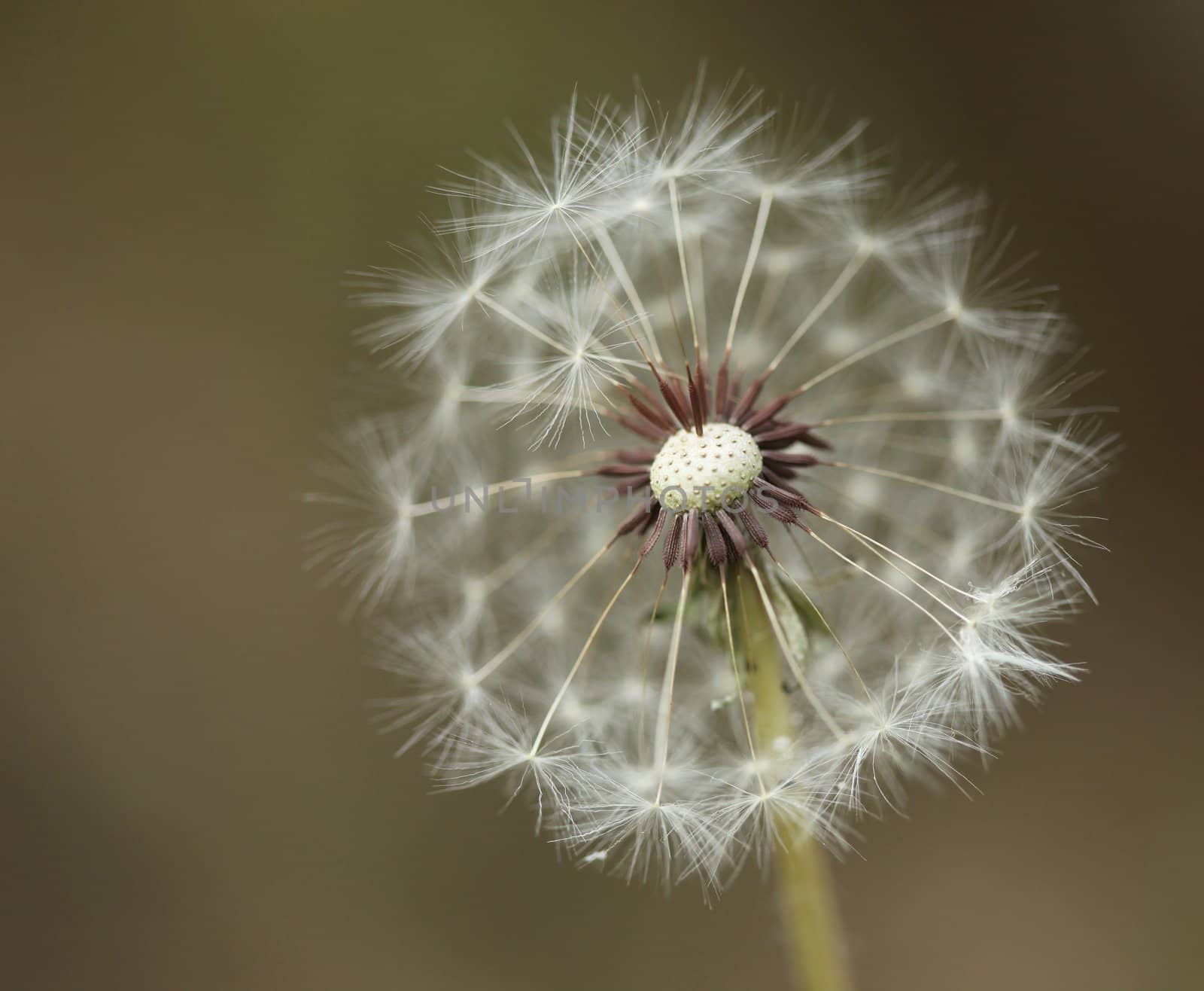 Extreme Depth of Field With a Dandilion by tobkatrina