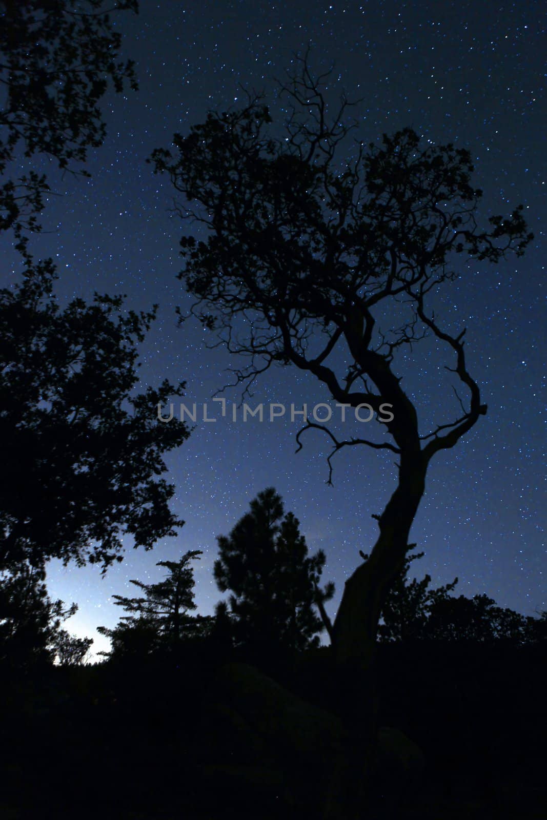 Life Like Tree Silhouette in the Darkness With Only Star Lights. Slight Noise Due to Unavoidable Long Exposure.