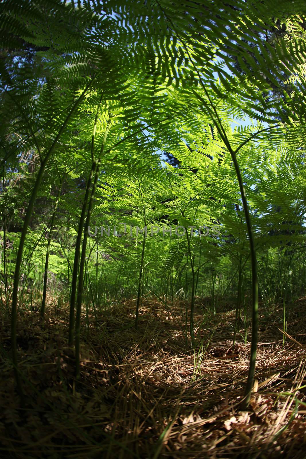 Miniature Fern Forest Amongst Fallen Pine Needles in the Wild: Fisheye Lens Shot