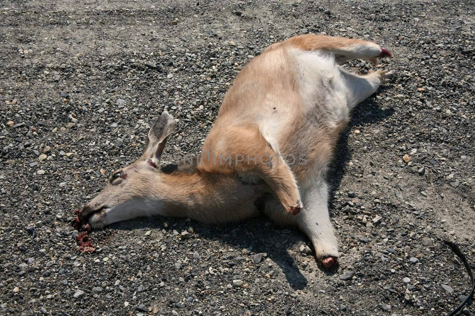 Dead deer missing all four lower legs