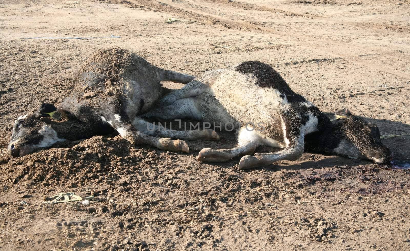 Two dead dairy cows lying on the ground