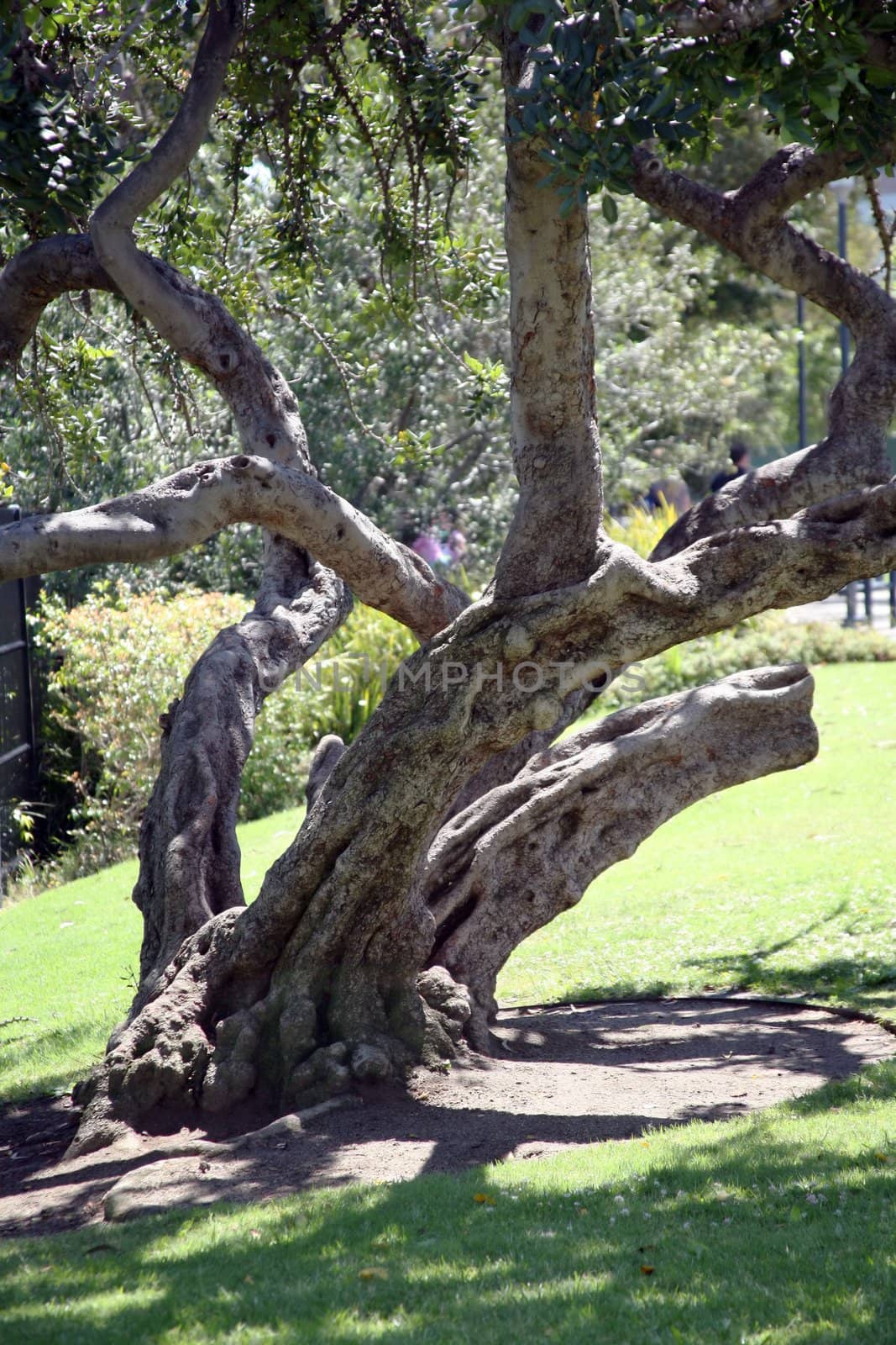 Tree with multiple branches backdrop