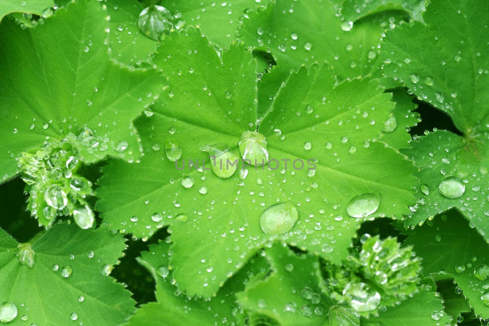 Water drops on the leafs of a Lady's mantle 