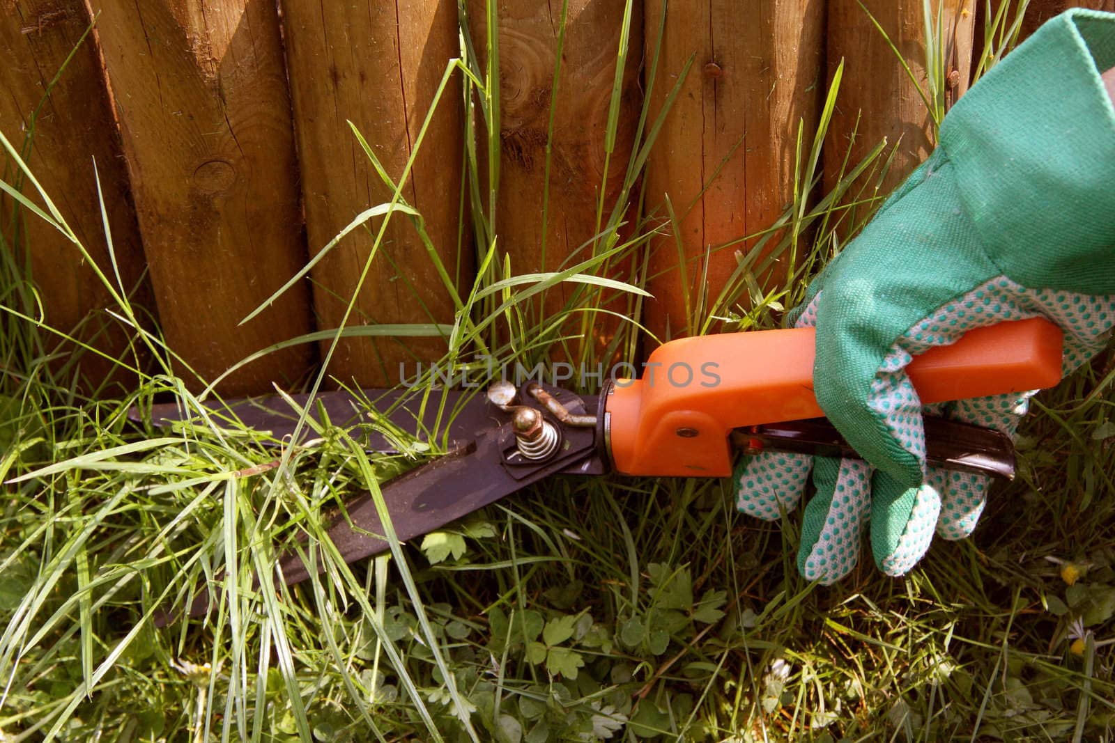 Exact gardening -  trimming grass with scissors
