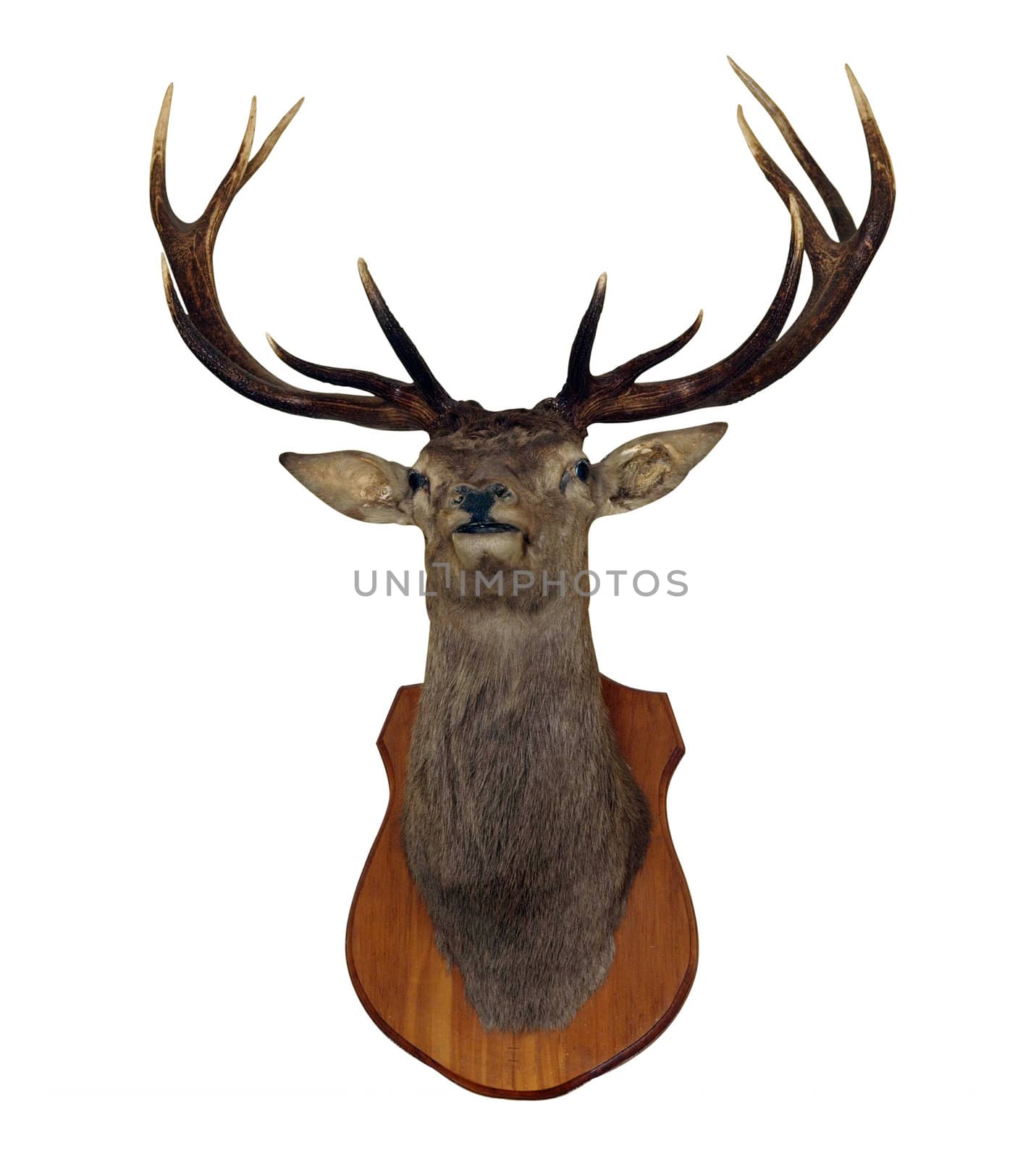 12 Point Red Stag Head  by MargoJH