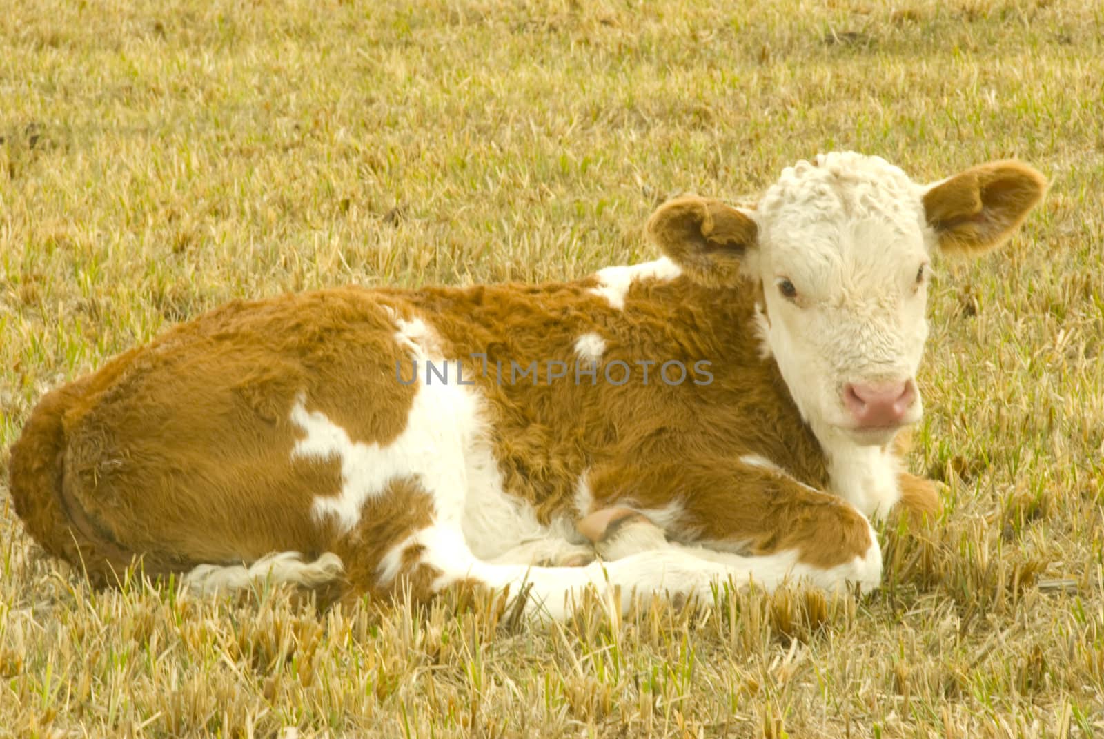 young calf is funning on the meadow