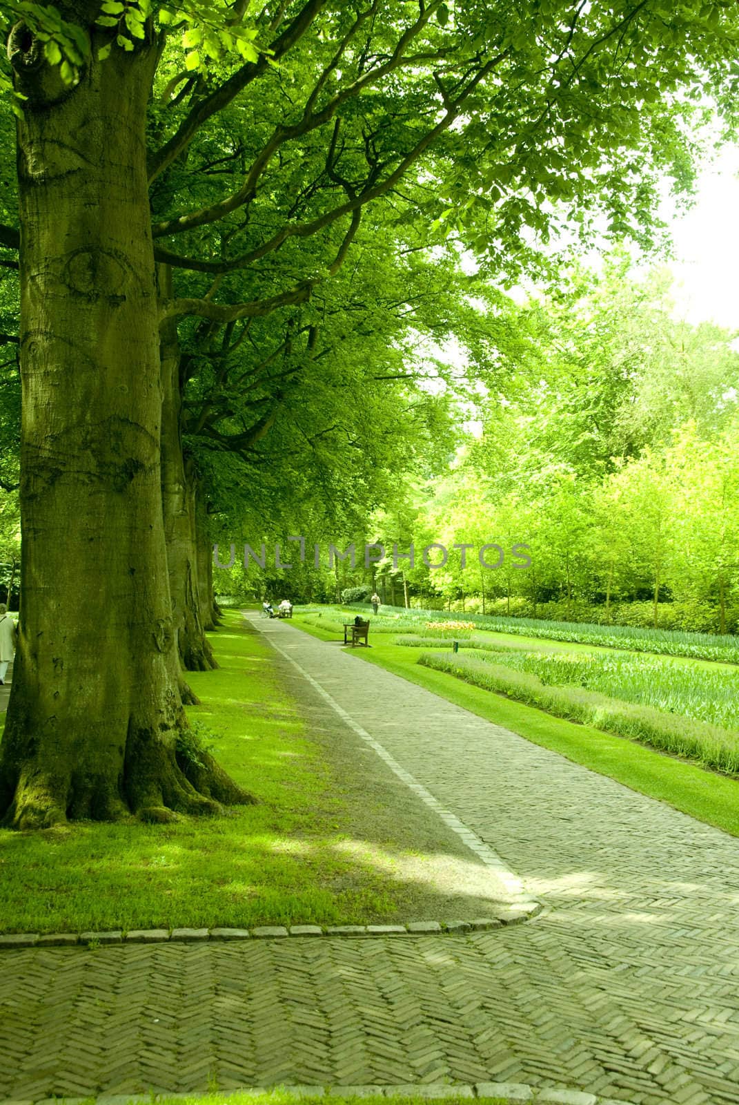 beautiful park with green trees in holland