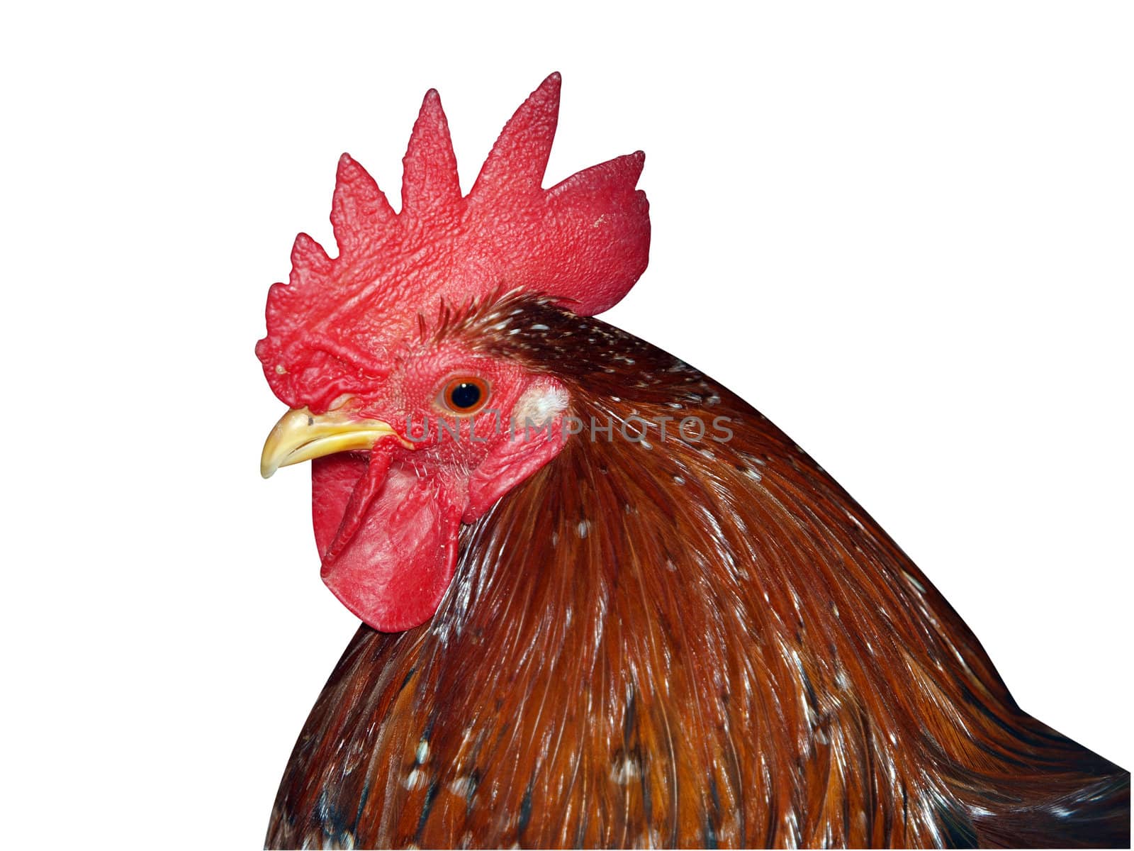 Spangled  Red Rooster isolated with clipping path   