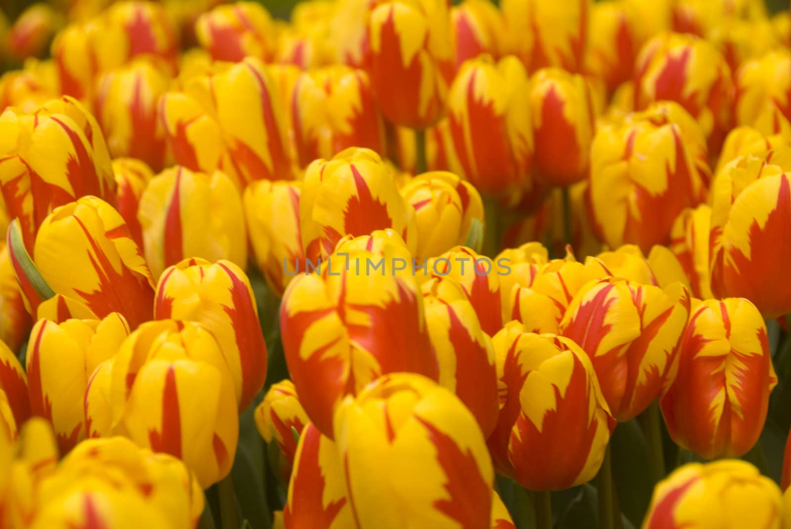 beautiful yellow and red tulups in a park in holland