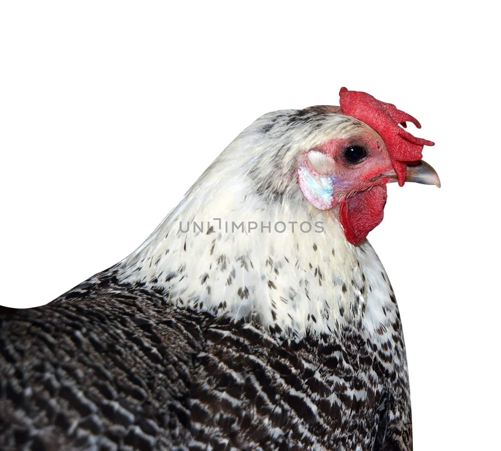 Sussex Hen with Floppy Comb by MargoJH