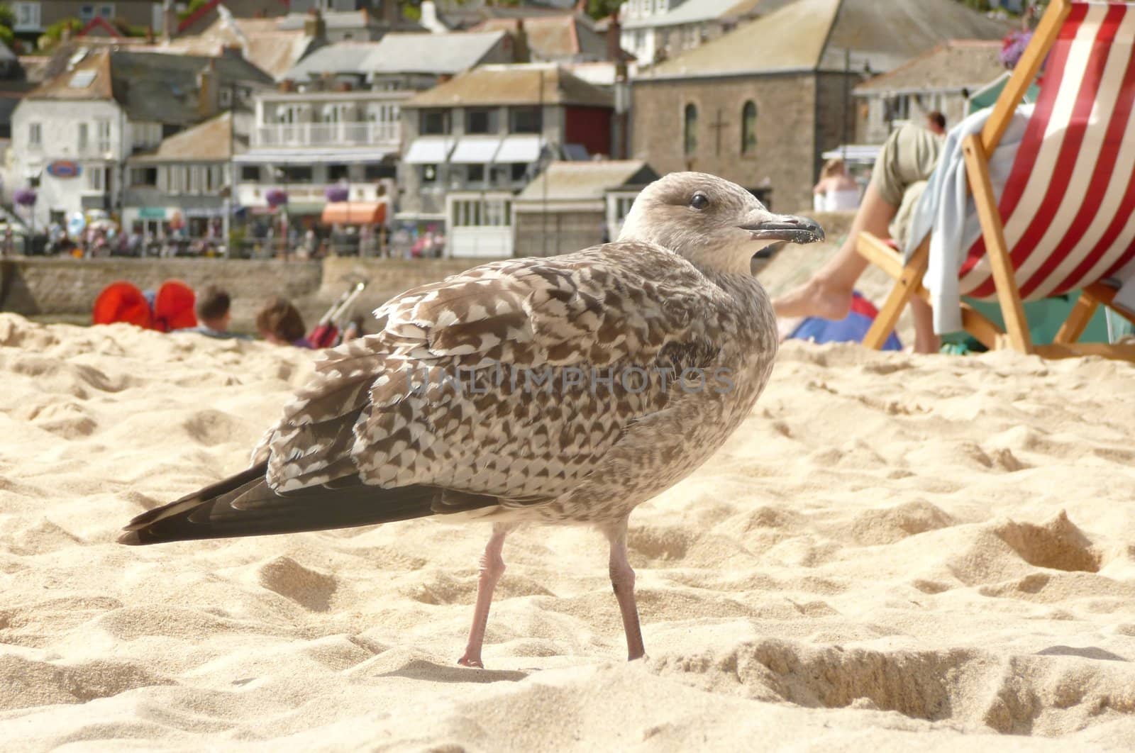 young seagull amongst beach sunbathers