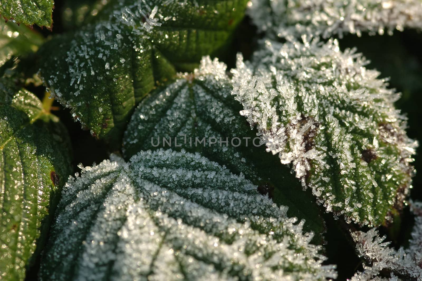 frosty bramble leaf macro