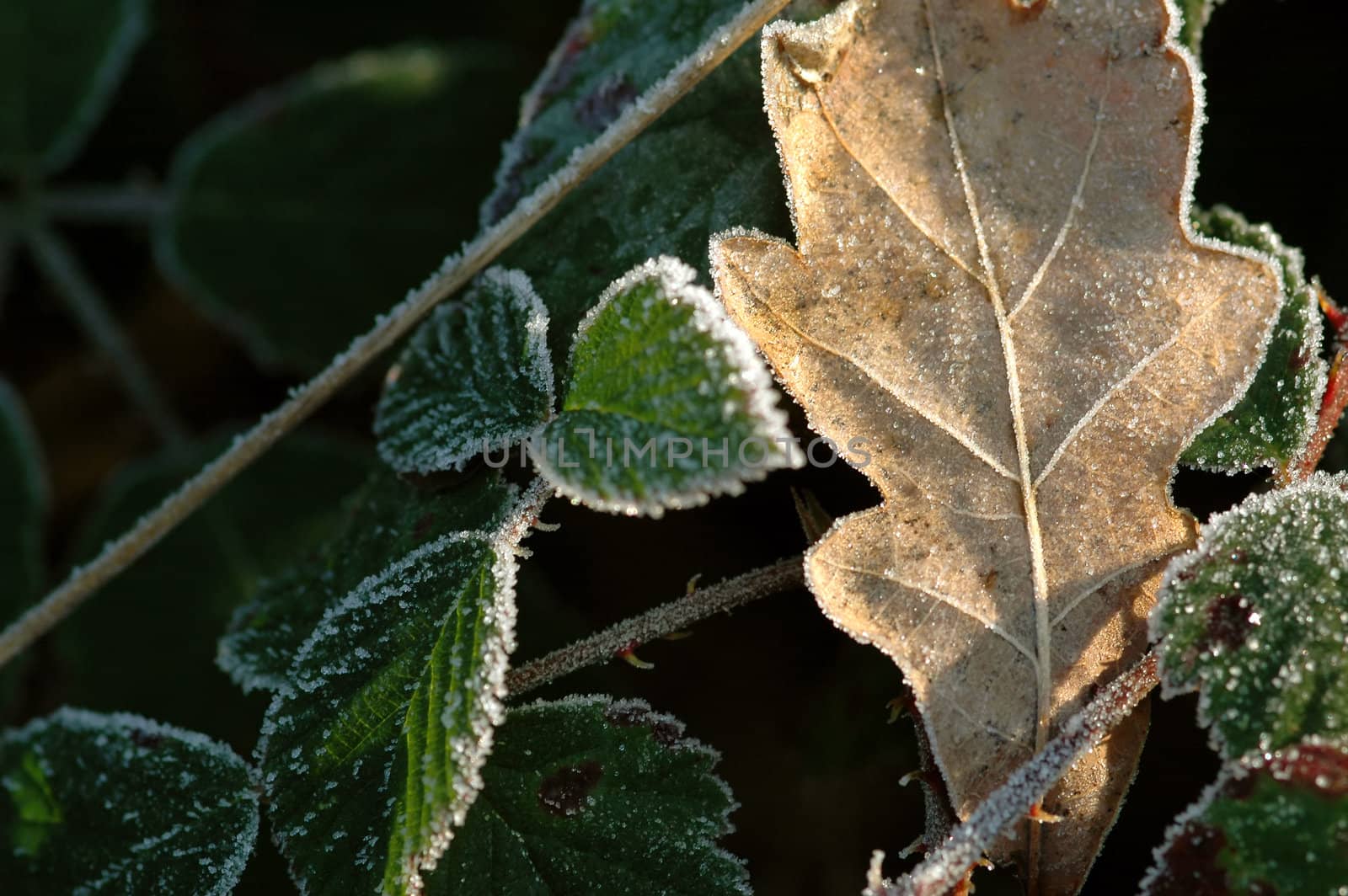 frosty oak and bramble leaf macro