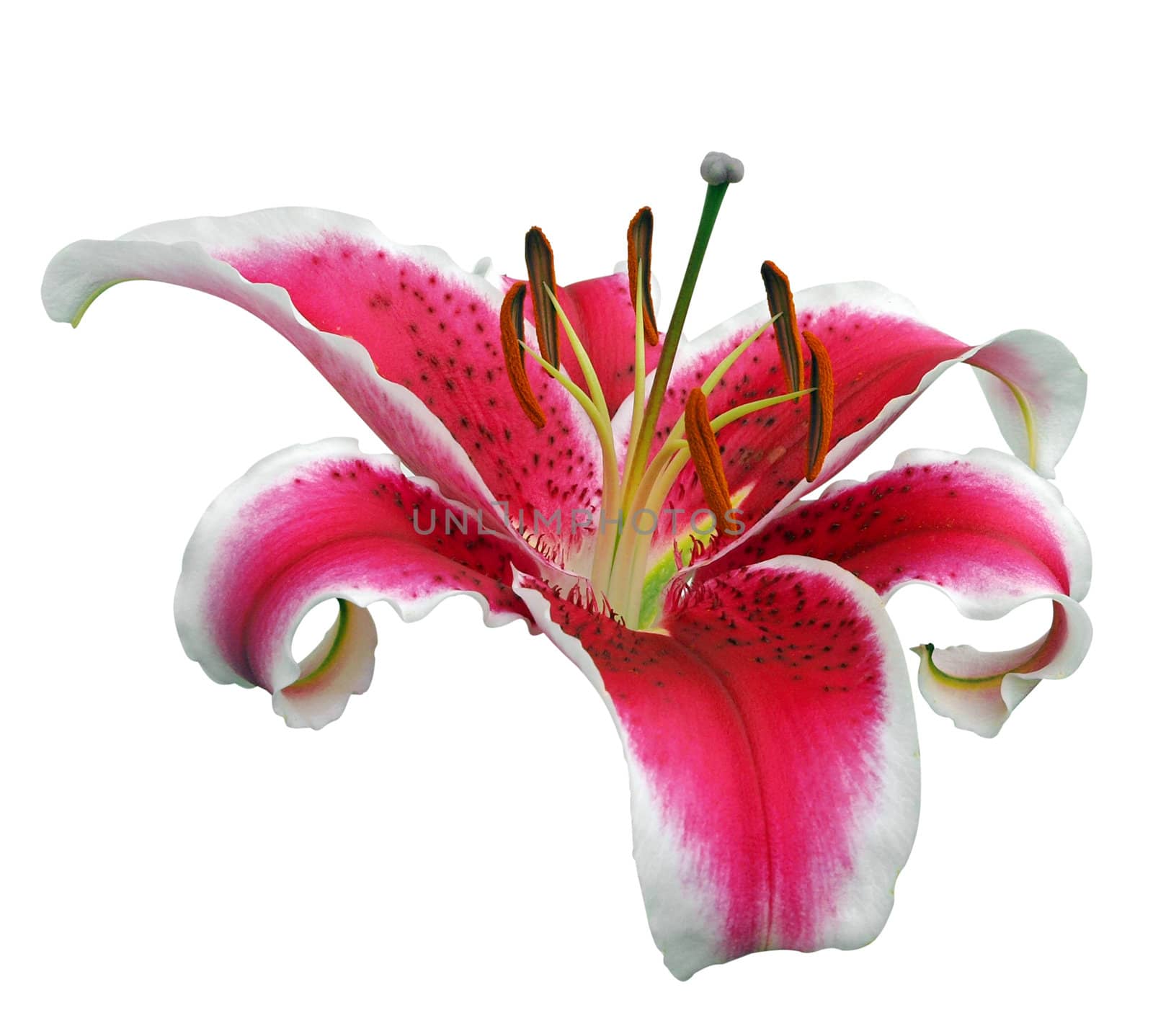 Red Lily isolated with clipping path
       