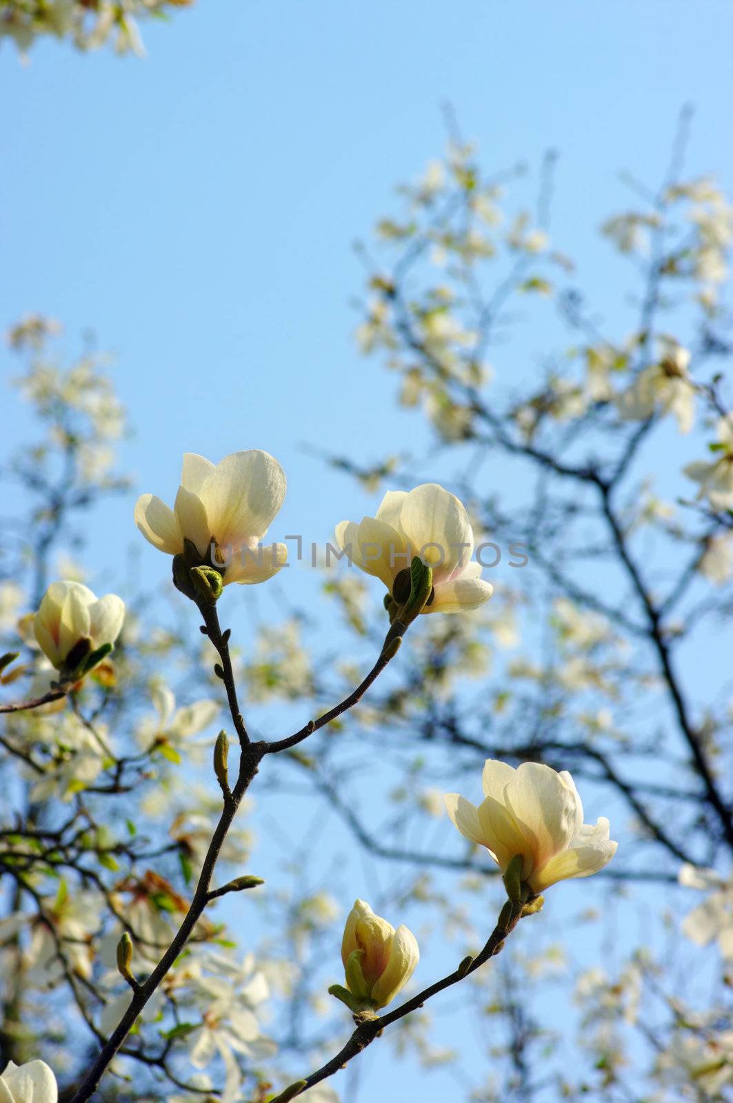 Spring Blossoms of a Magnolia tree.Flowers on the blue sky background