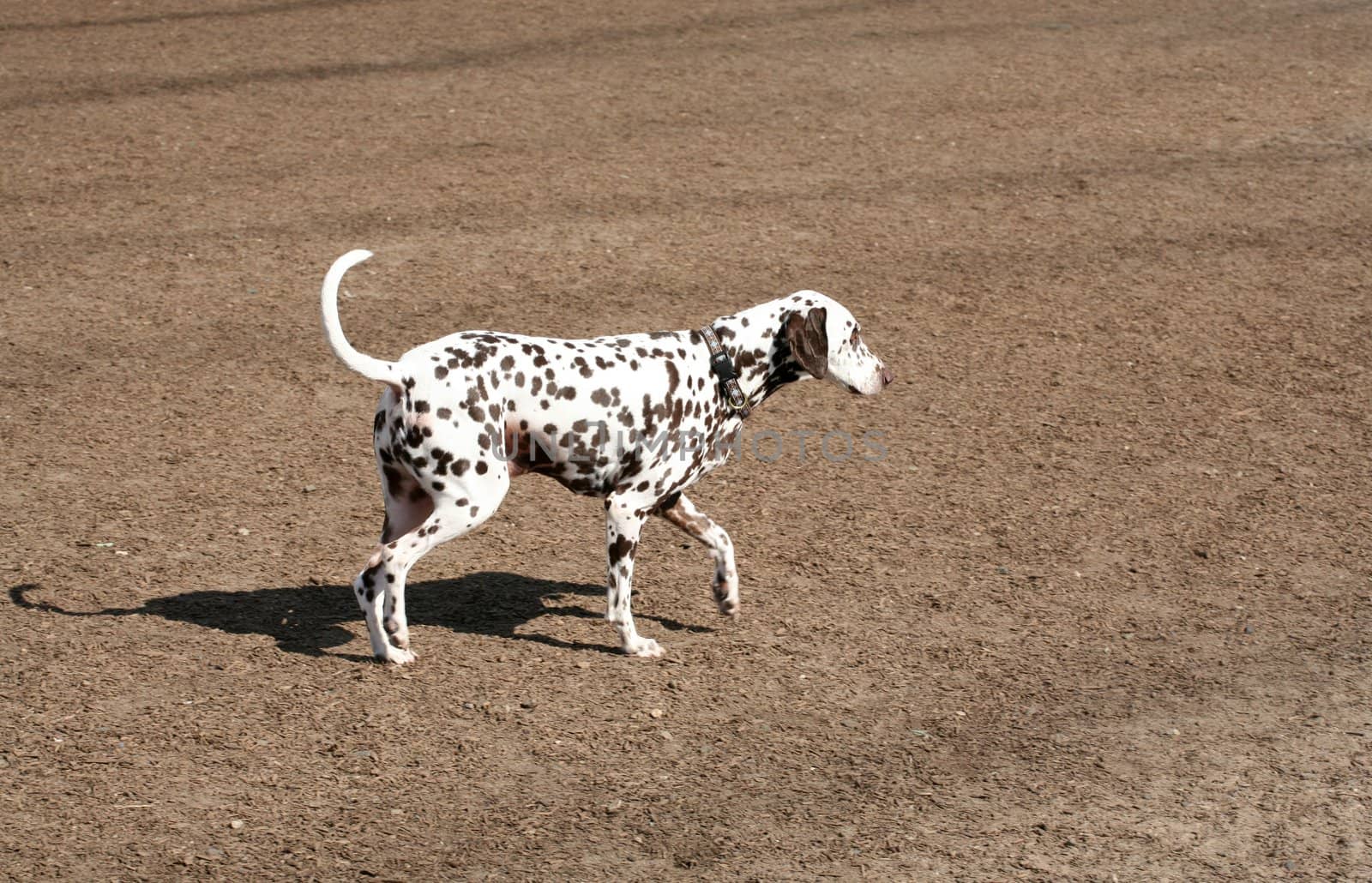 Domestic chocolate colored dalmatian dog walking in a dog park
