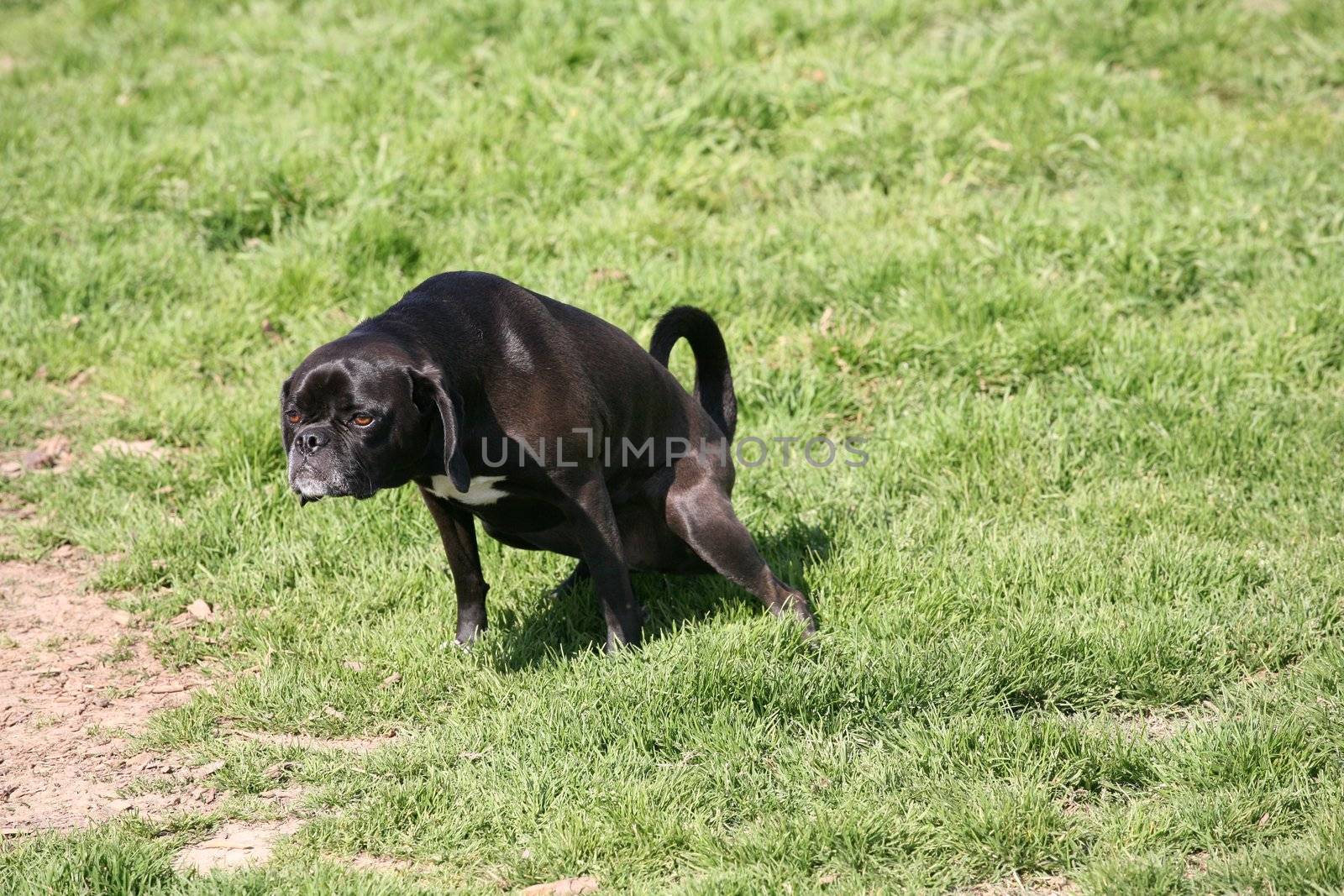 Black and white domestic dog peeing on the grass