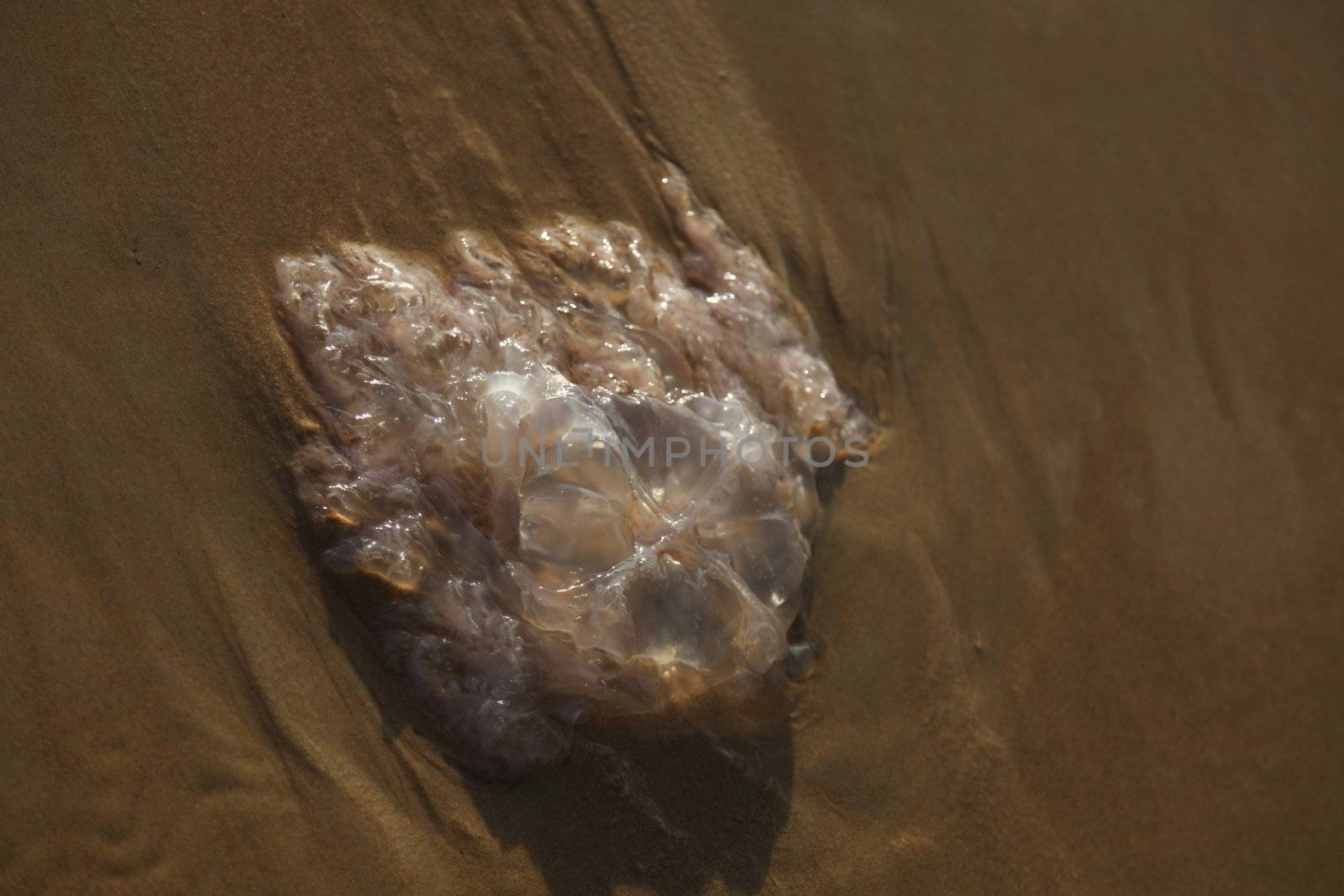 Jelly fish on the sand at the beach.