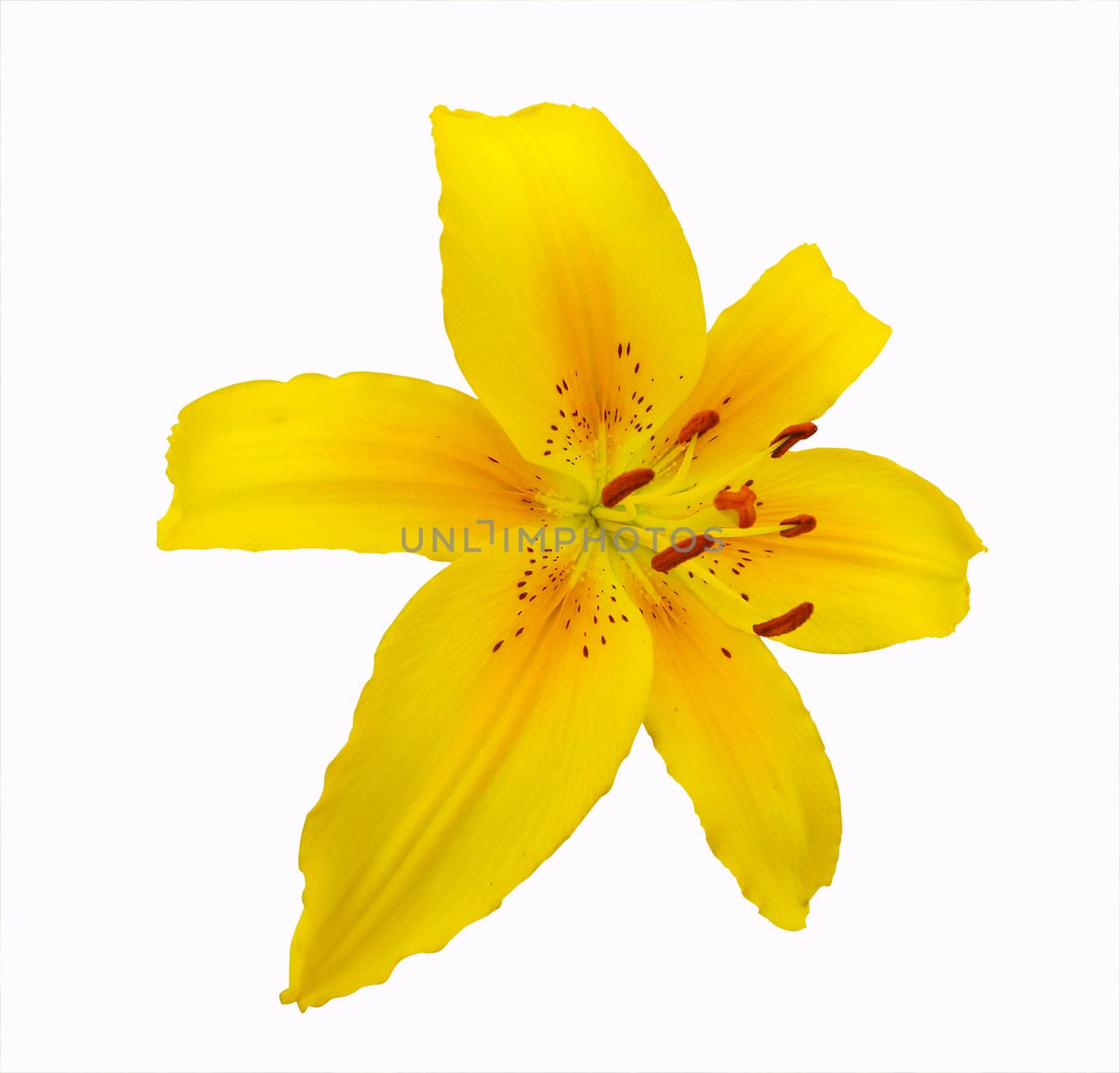 Yellow Lily isolated with clipping path       