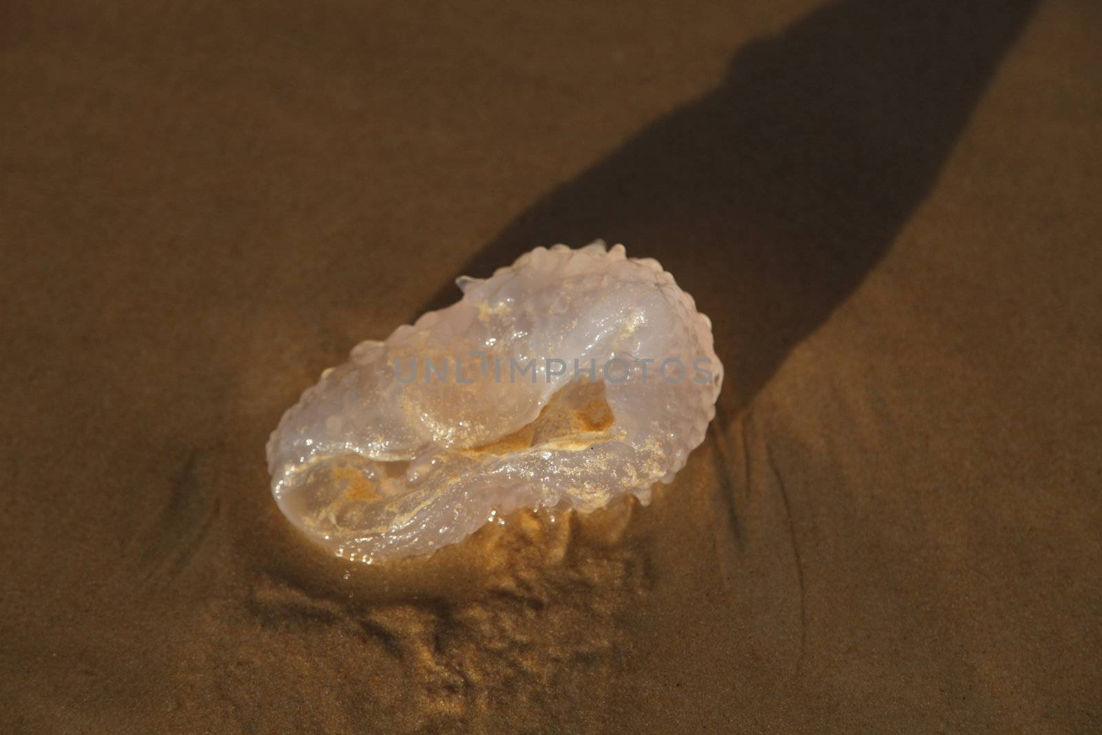 Jelly fish on the sand at the beach.