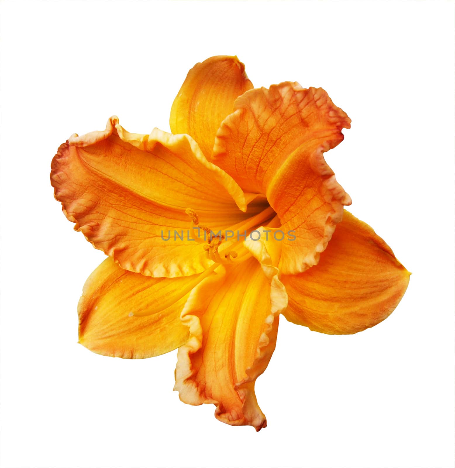 Orange Lily isolated with clipping path        