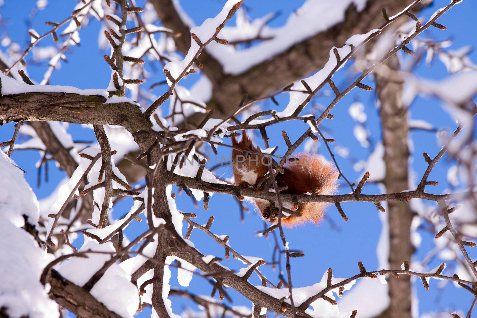 Red squirrel on the snowy branch
