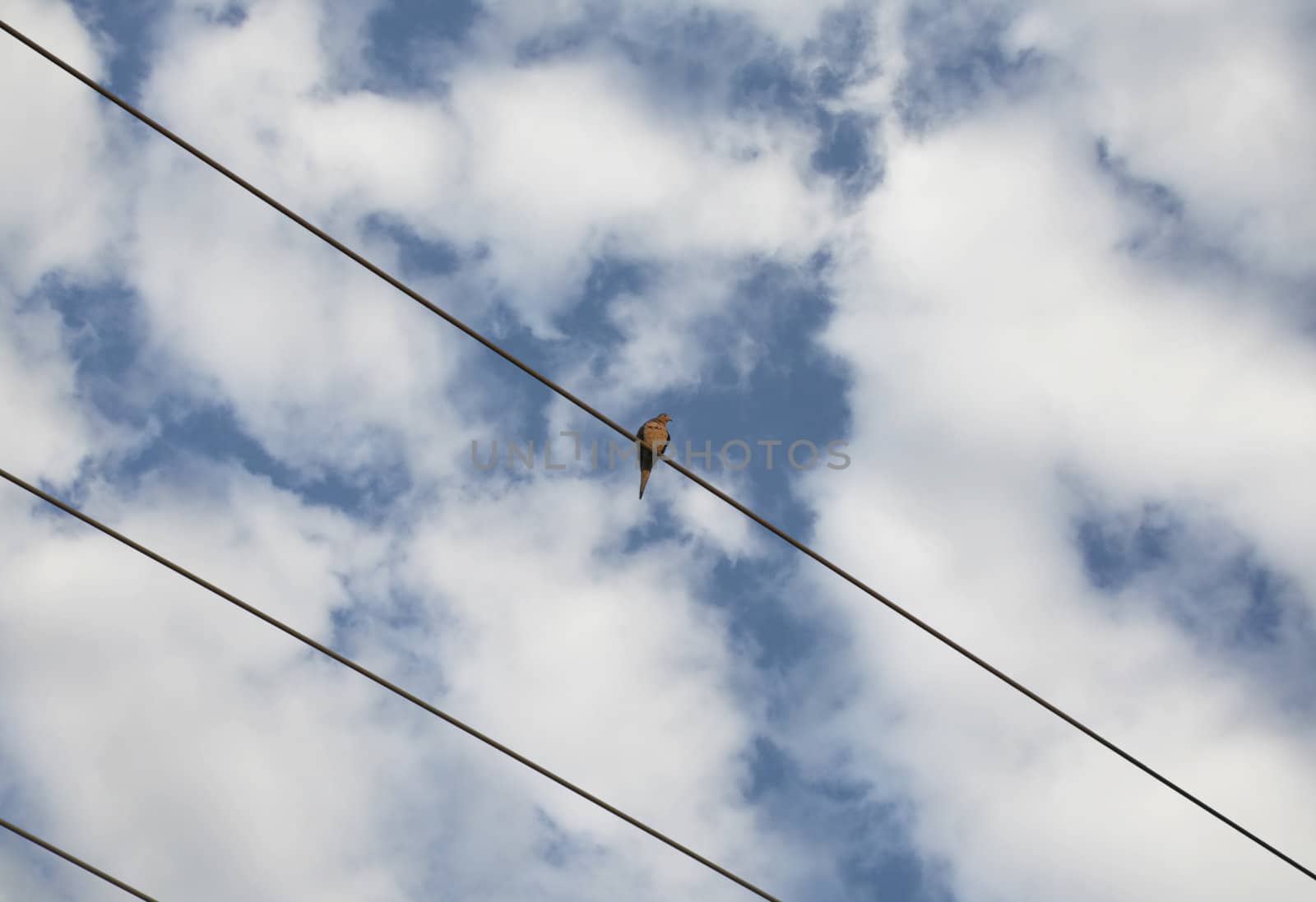 Beautiful sky with dove on wire