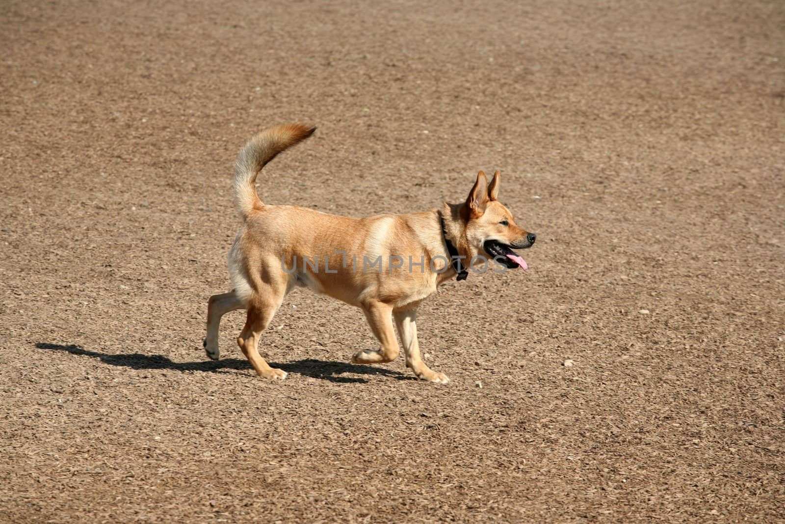 Domestic mixed breed male dog walking across earth covered in wood chips