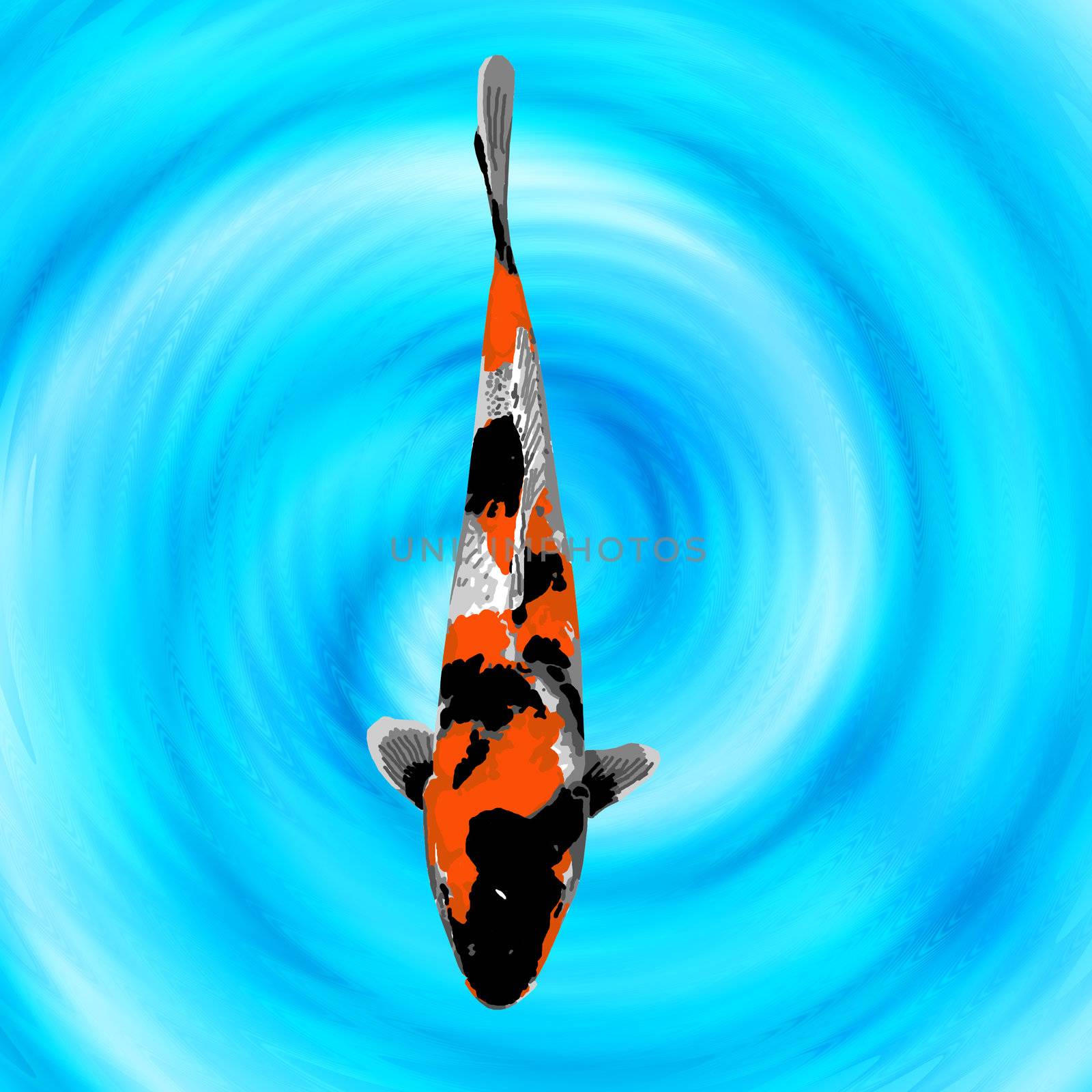 A baby orange, black, and white koi swimming quietly in a fish pond.