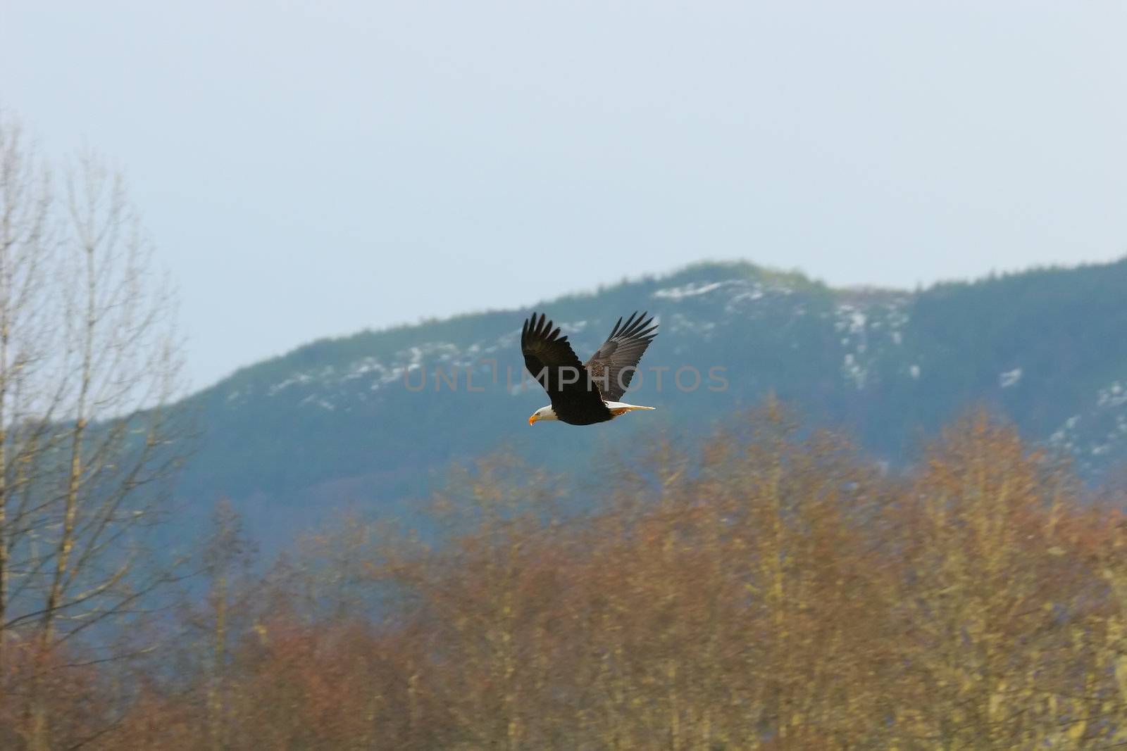 Bald Eagle In Flight by LoonChild