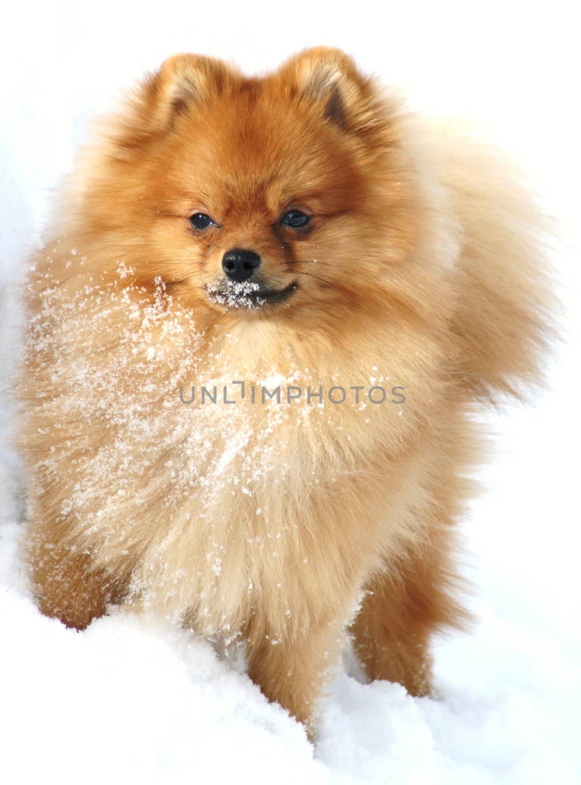 Pomeranian playing in snow