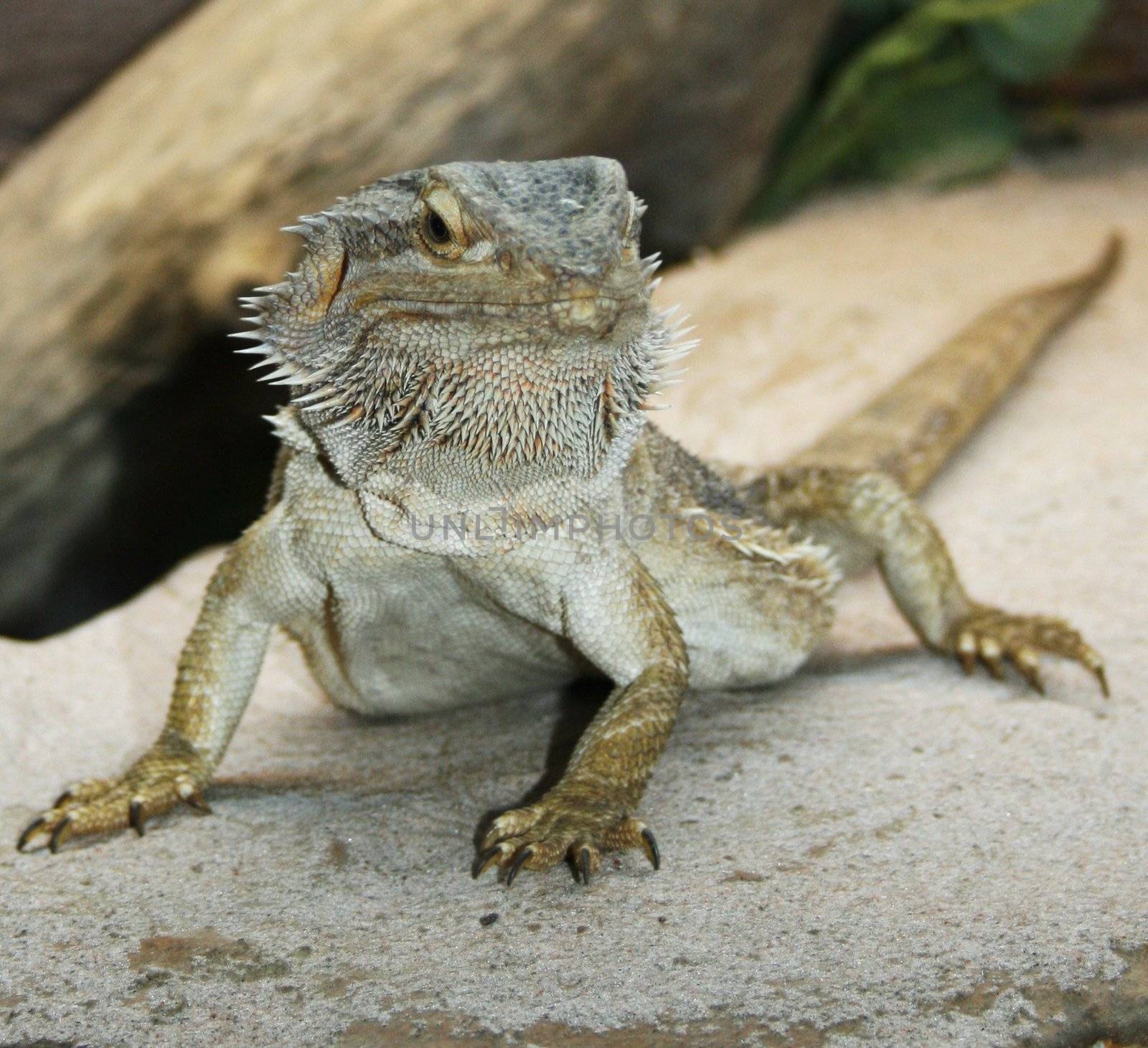 Iguana