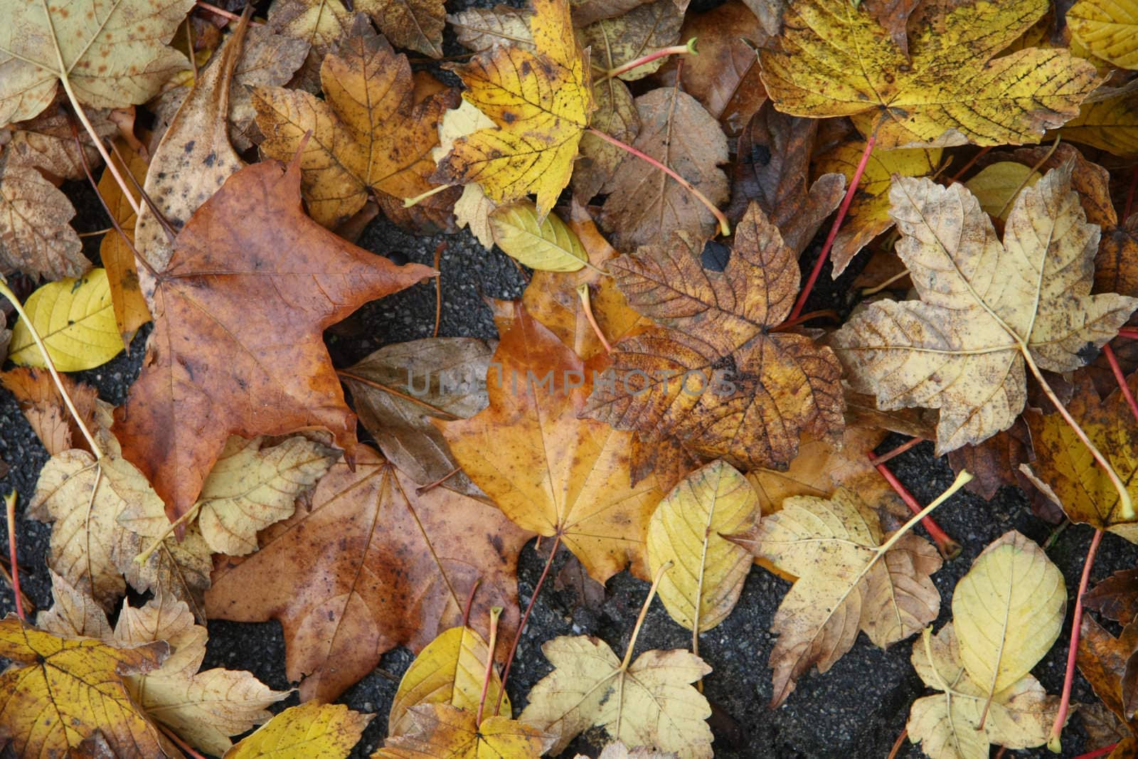 Brown and yellow fall foliage, different sorts of trees