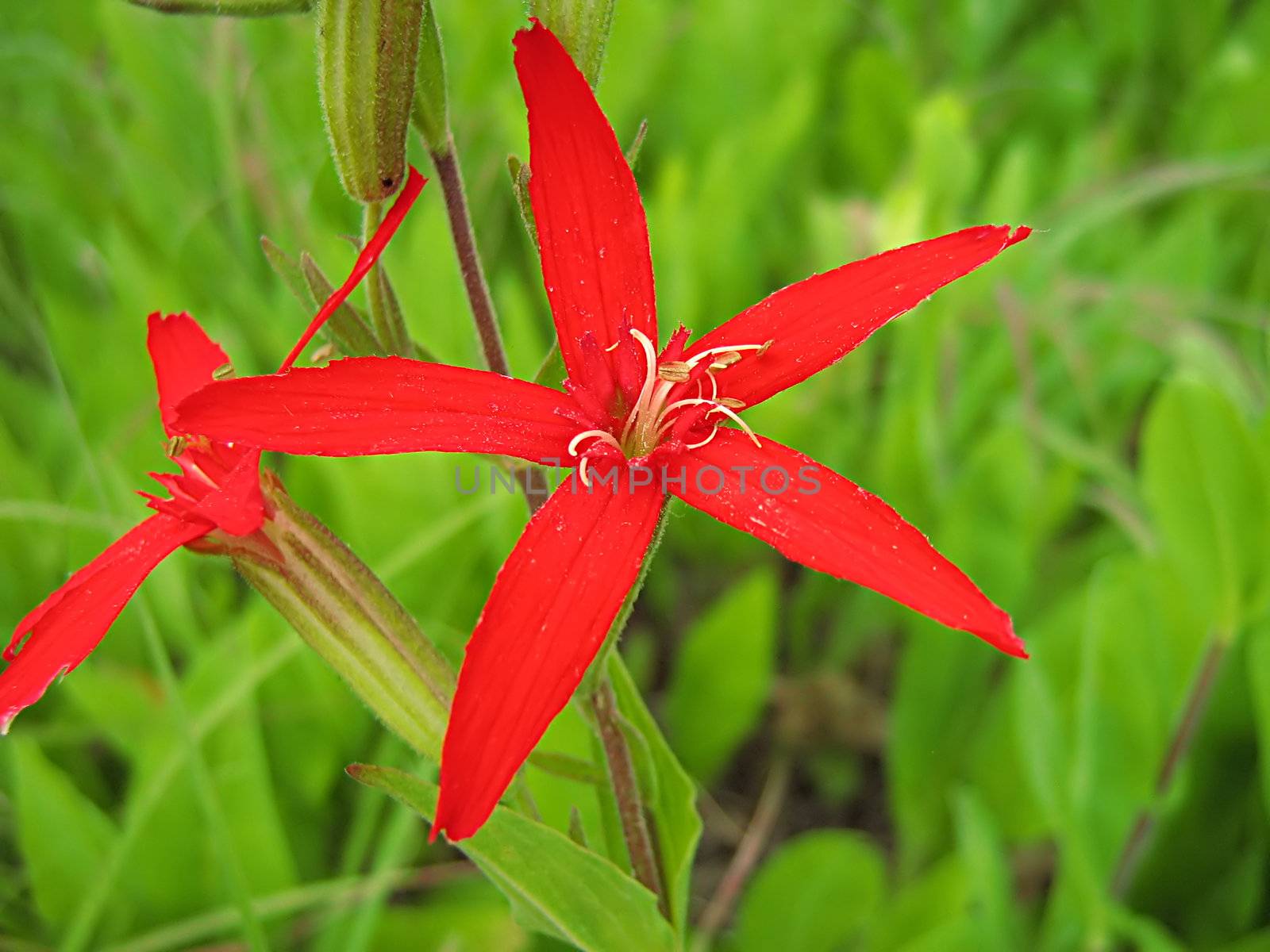 Red Flower by llyr8