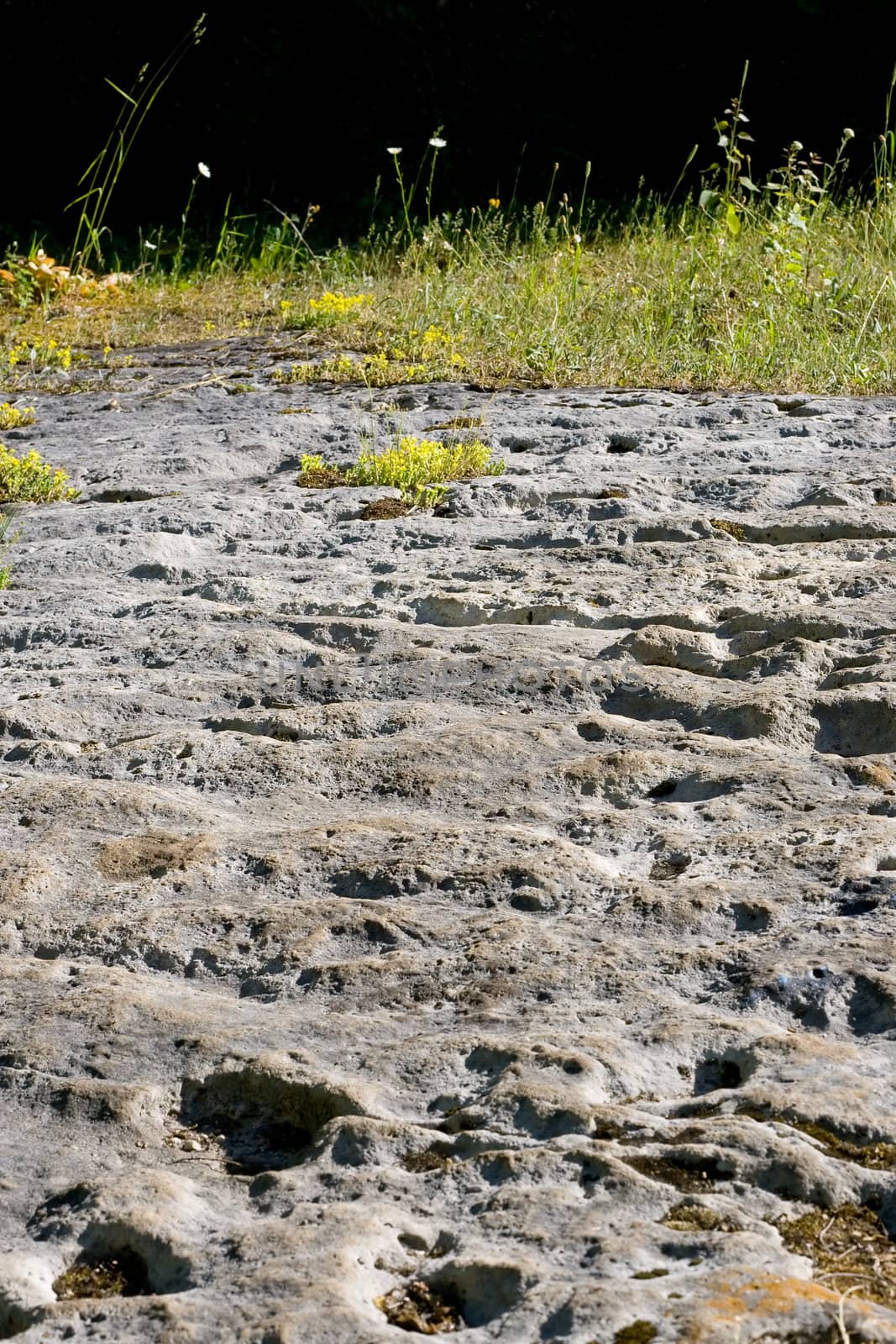 Porous rock in the foreground, with tall grasses in the background, fading to black.