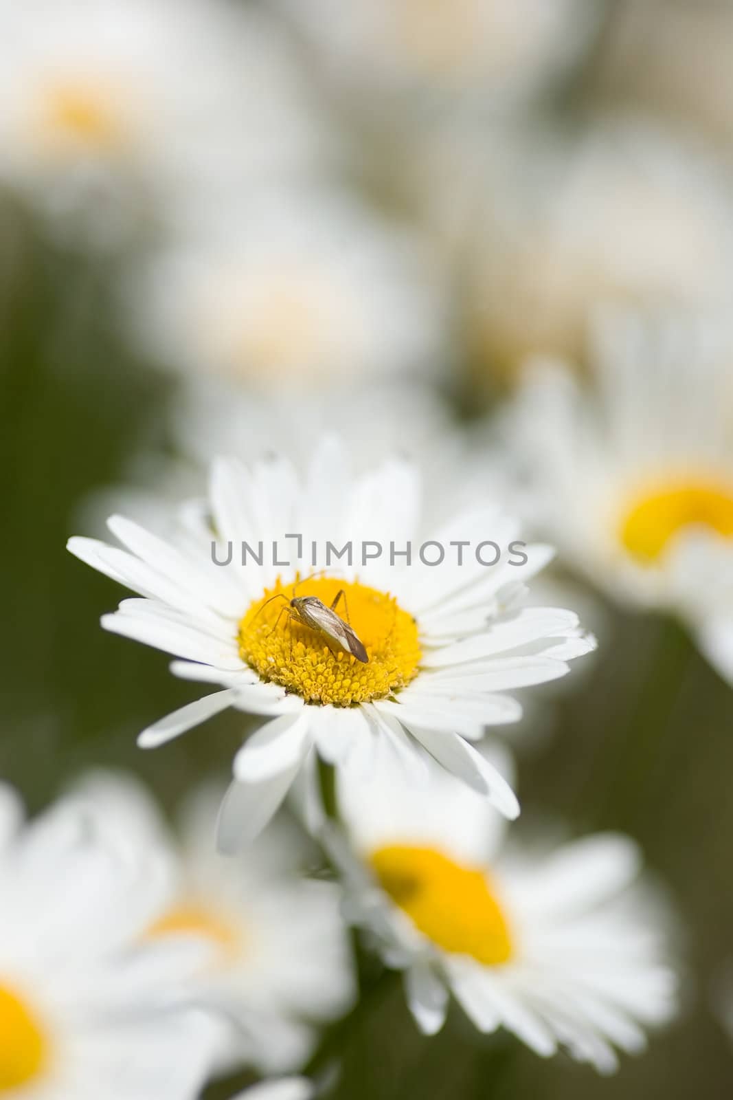 A group of white daisies with a small depth of focus on the center flower that a bug has landed on.