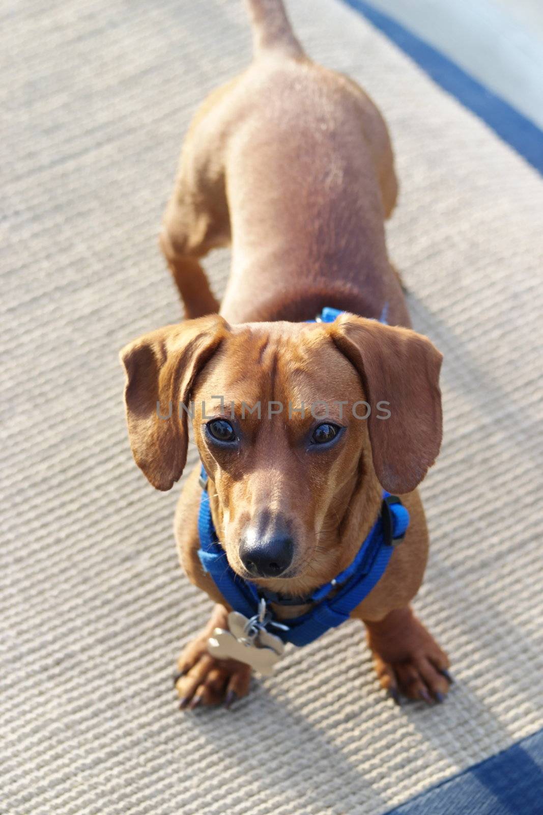 A miniature dachshund looking up at the camera.