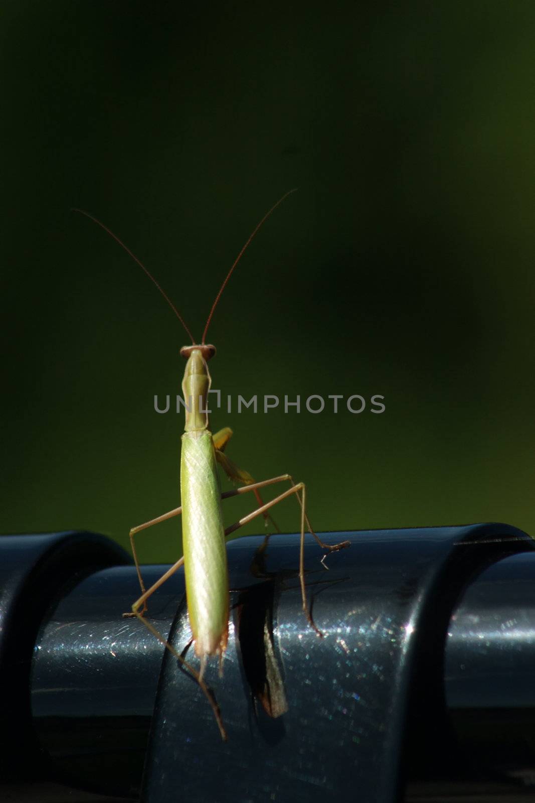 A grass hopper sitting on the edge of a black metal bench.